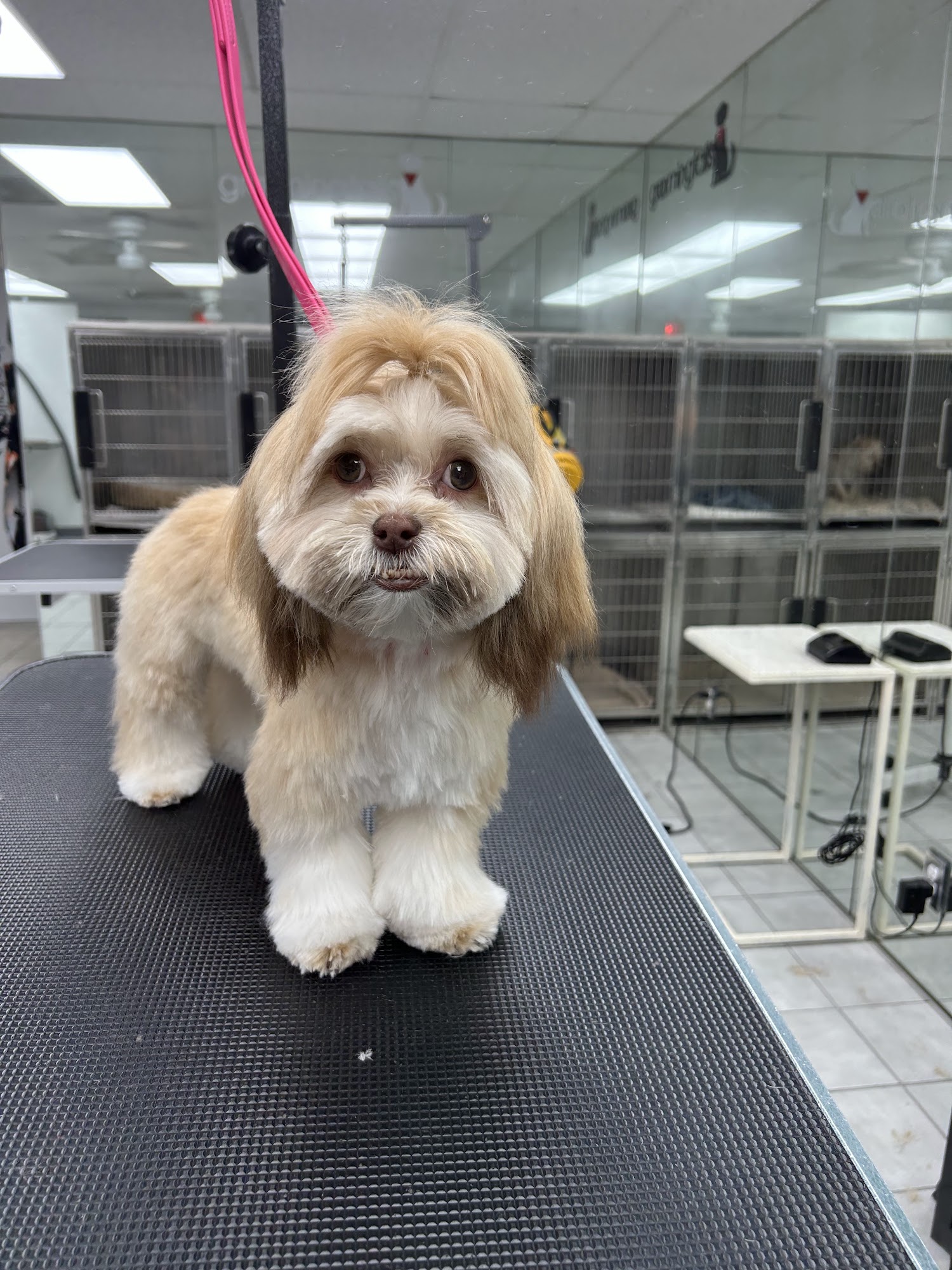 Groomingtails of Boca Raton Boca Raton