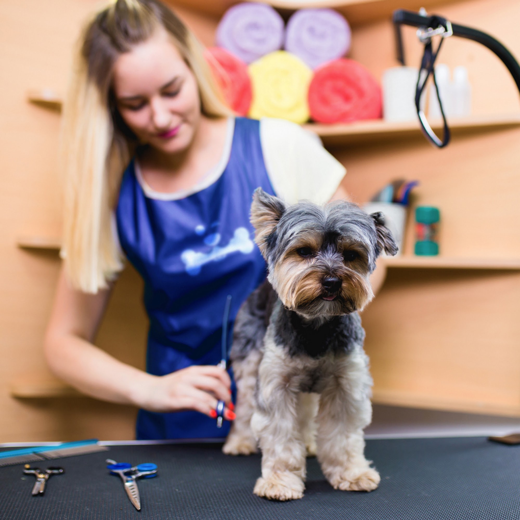 Splash and Dash Groomerie and Boutique 7164 Beracasa Way, Boca Raton Florida 33433