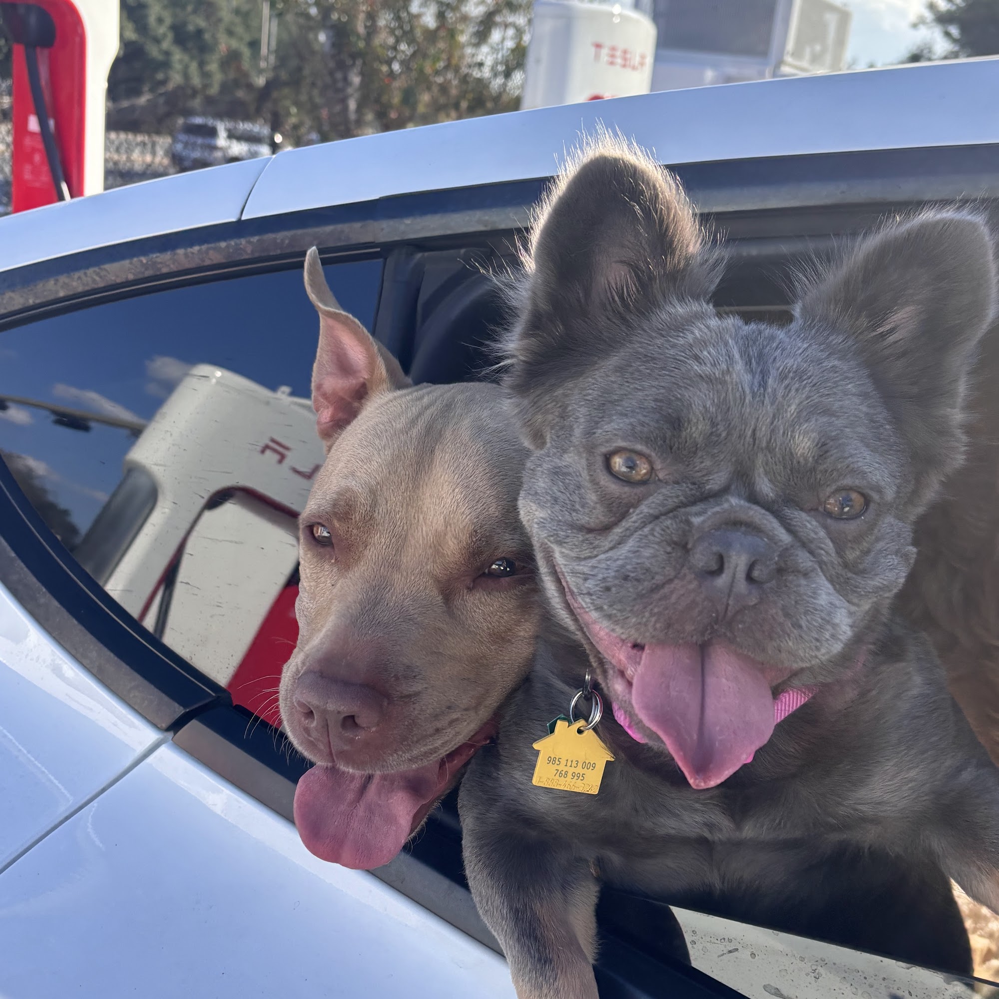 Sandy Paws Island Dog Bakery LLC Bokeelia