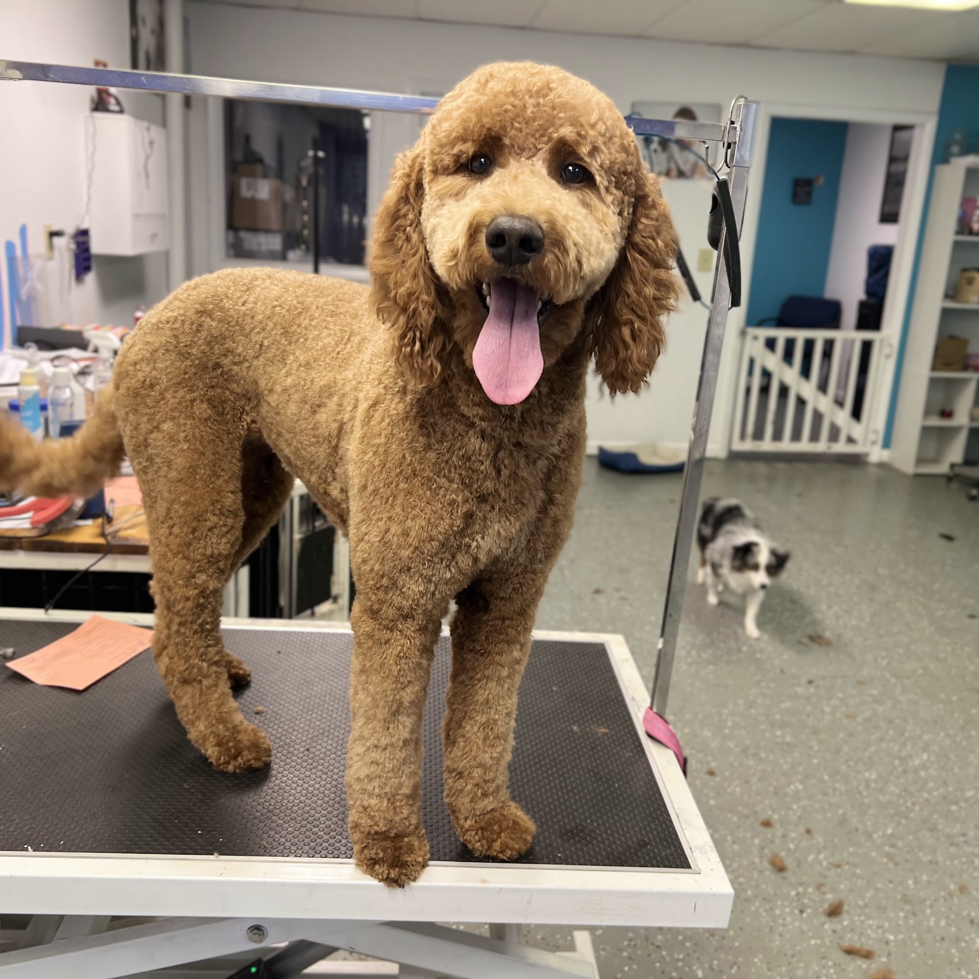 Bubbles & Kuddles pet salon Bonifay