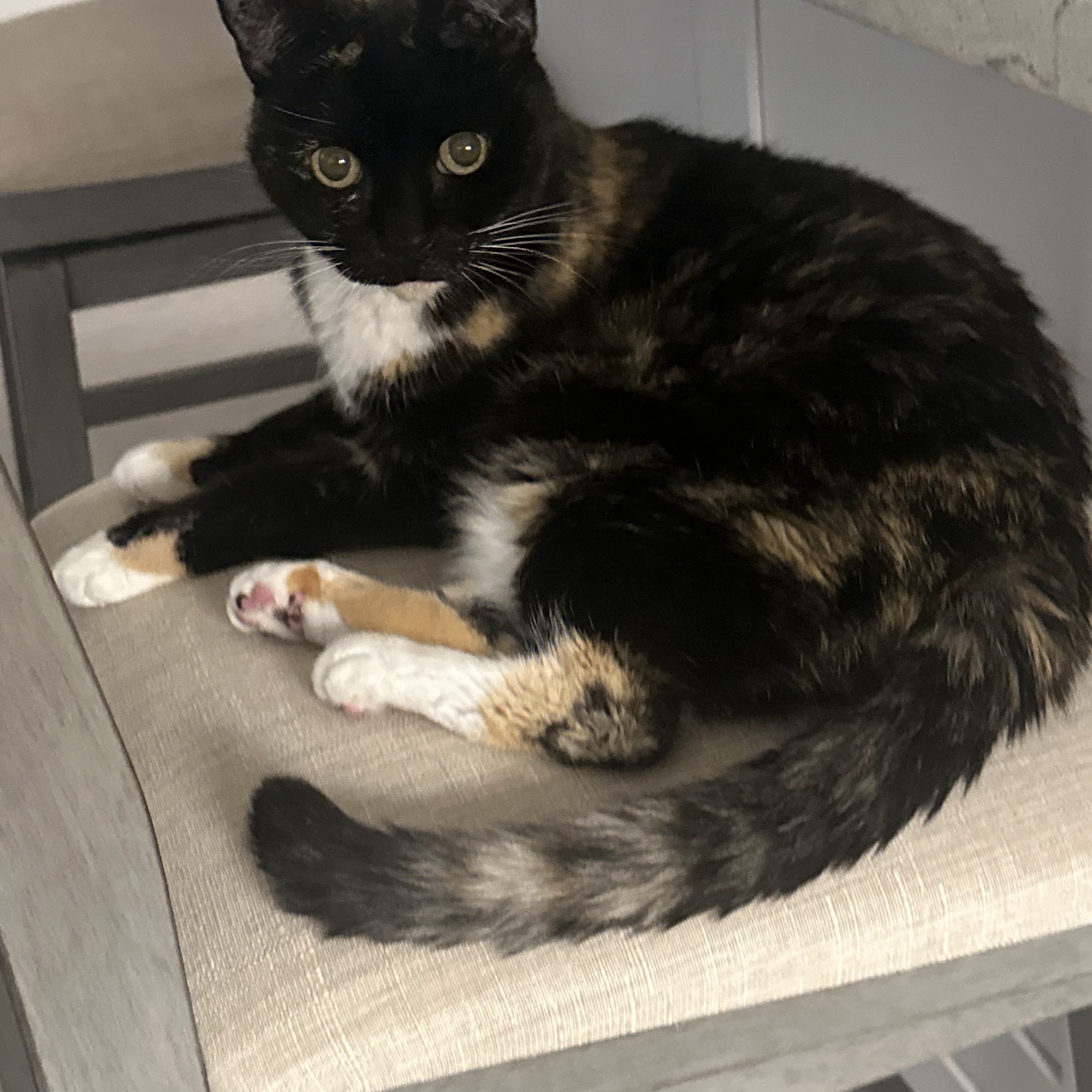 Southwest Florida Veterinary Specialists Bonita Springs