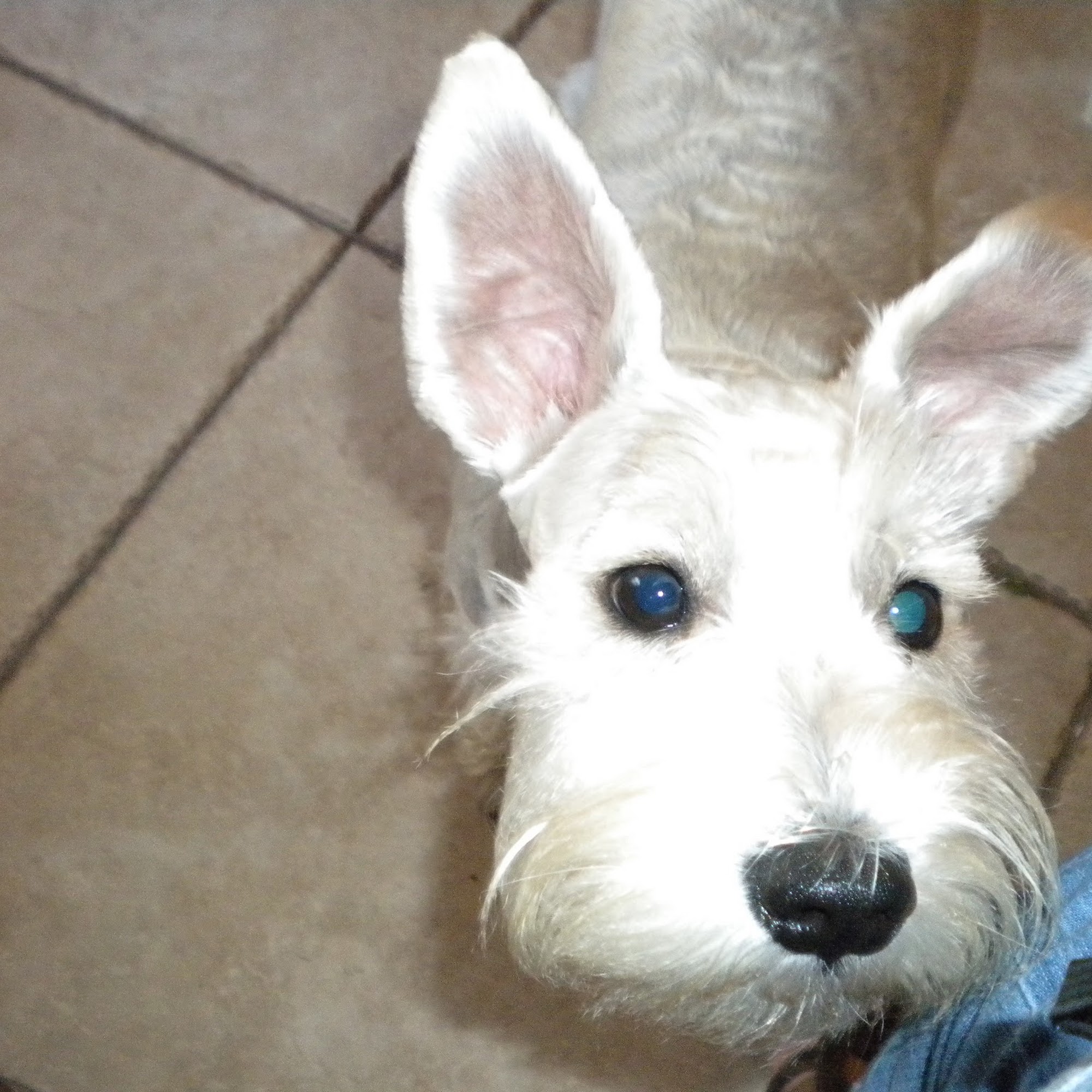 Southwest Florida Veterinary: Patrick Michelle DVM Bonita Springs