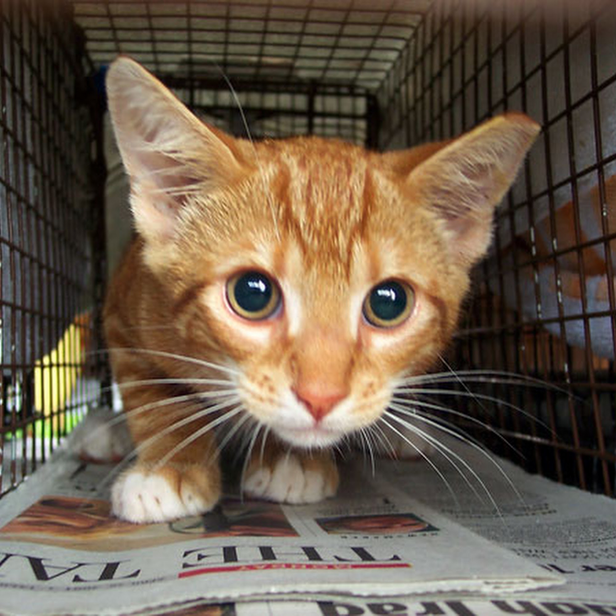 Animal Hospital of Bonita and Boarding Bonita Springs