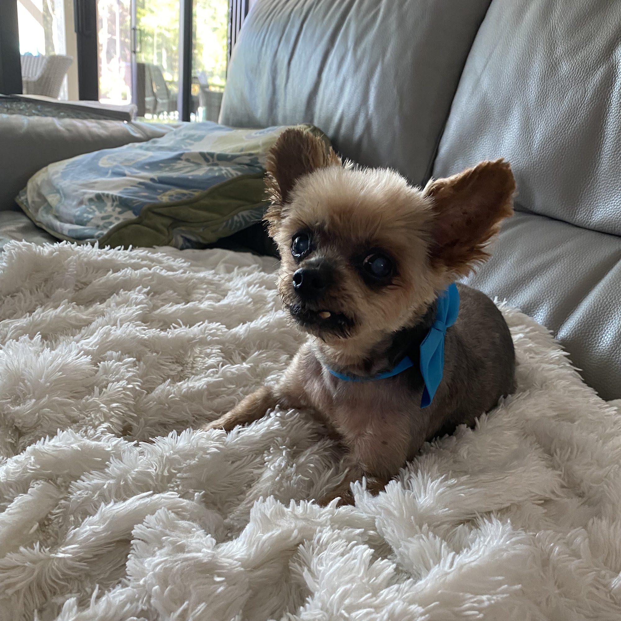 White Sands Animal Clinic Bonita Springs