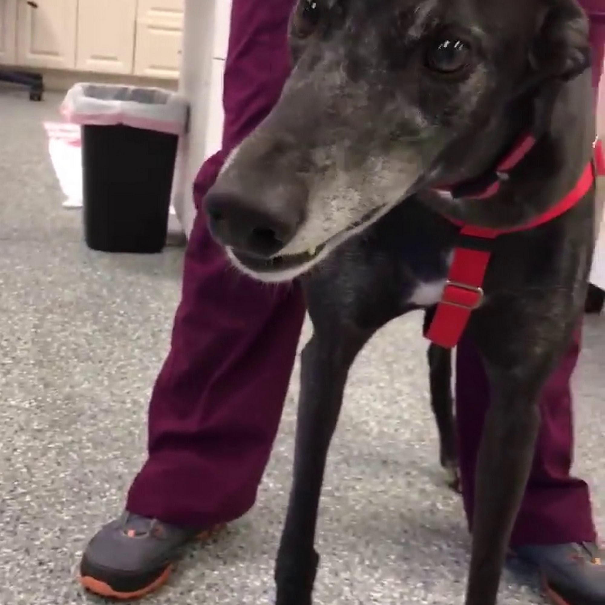 Newport Animal Hospital Bonita Springs