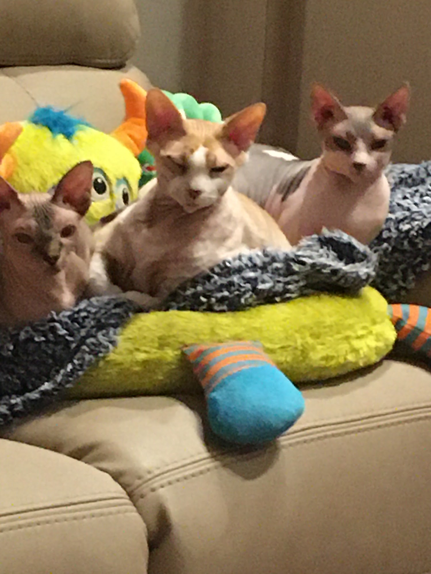 Jeanette’s Pet Grooming Bonita Springs