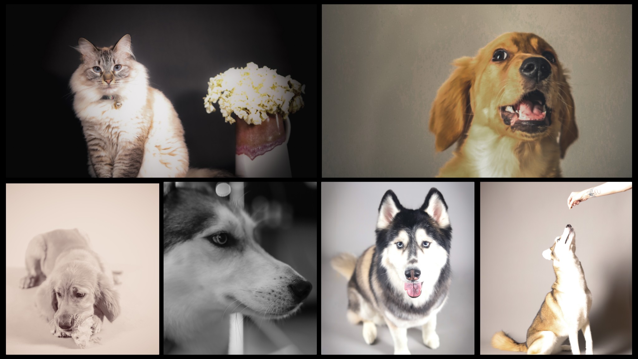Fox and the hounds mobile pet spa Bonita Springs