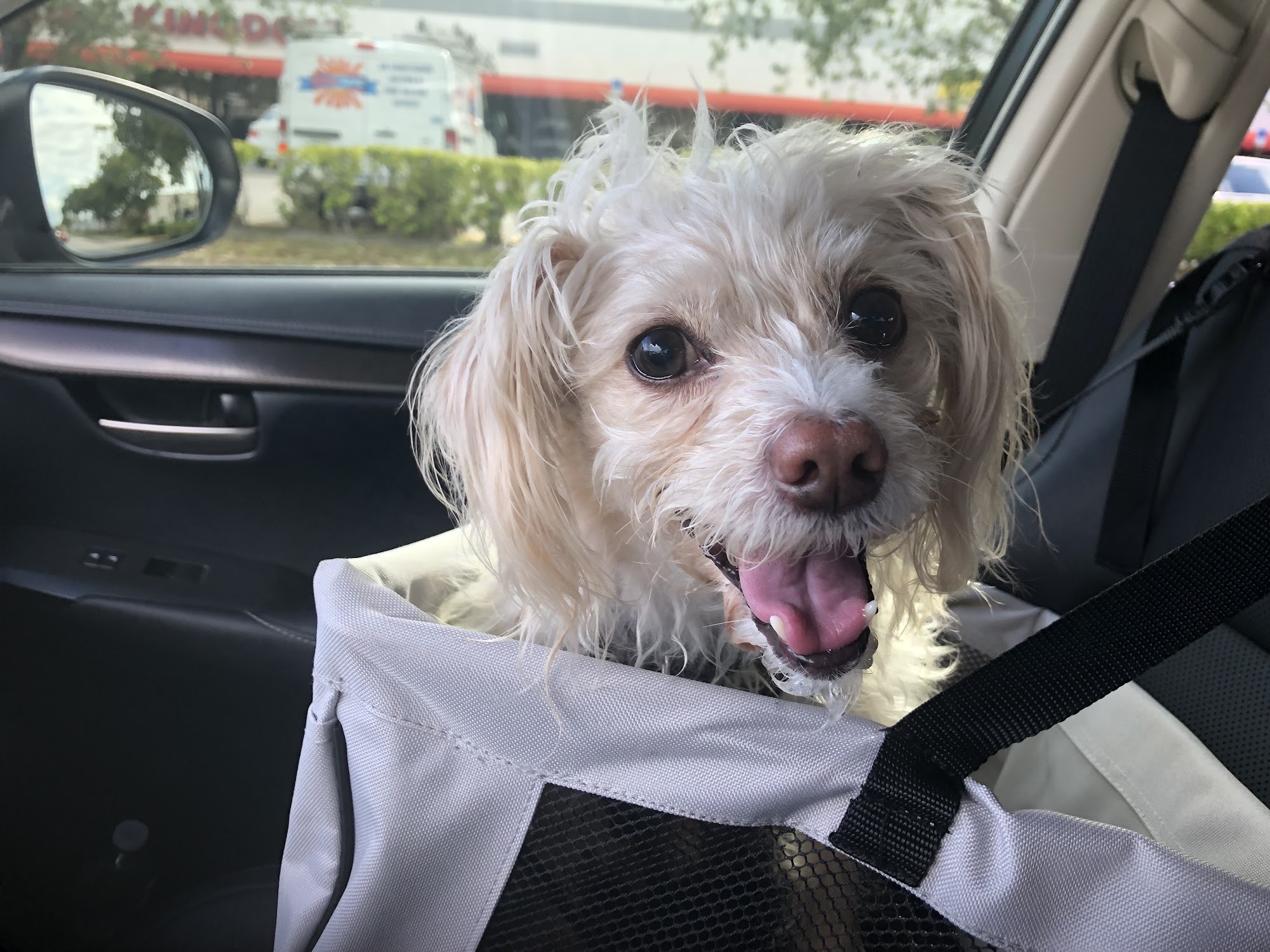 Veterinary Emergency Group Boynton Beach