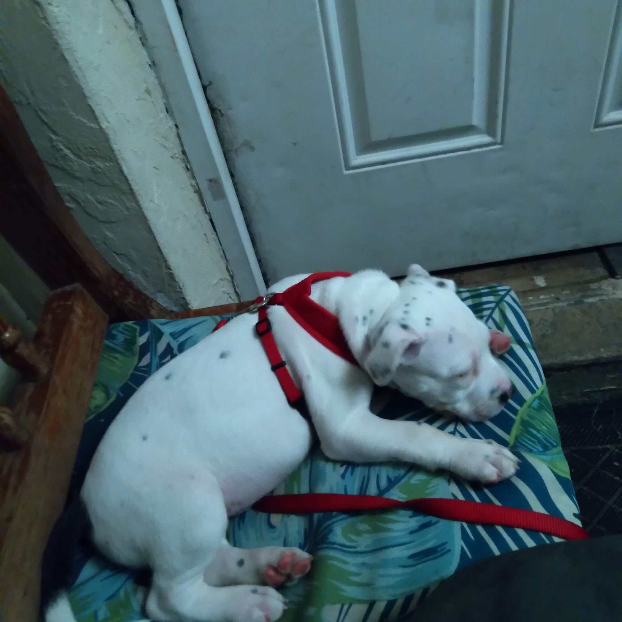 Pet Supermarket Boynton Beach