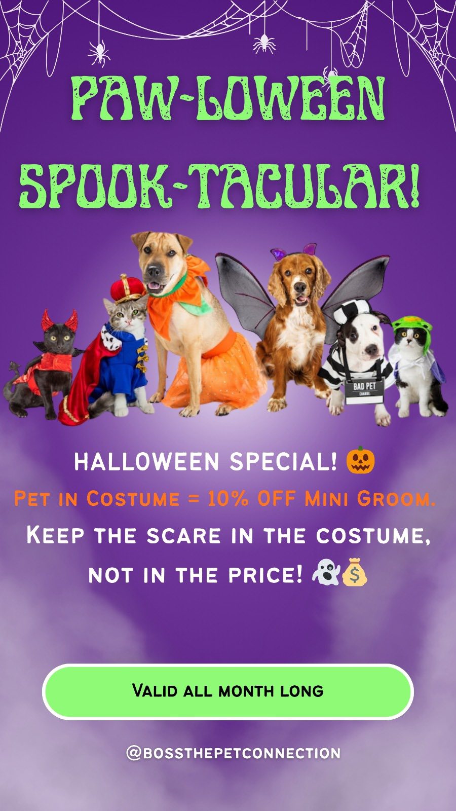 Boss The Pet Connection Boynton Beach