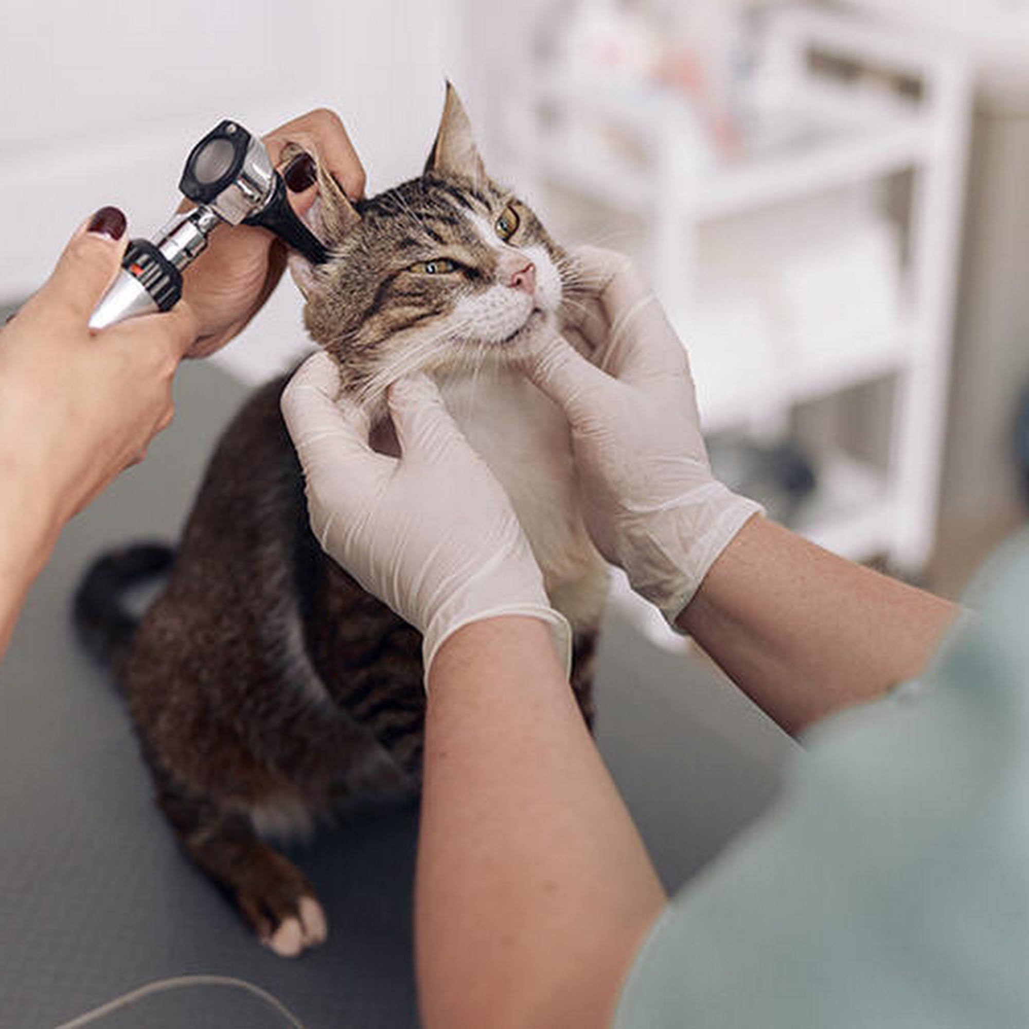 Banfield Pet Hospital Boynton Beach