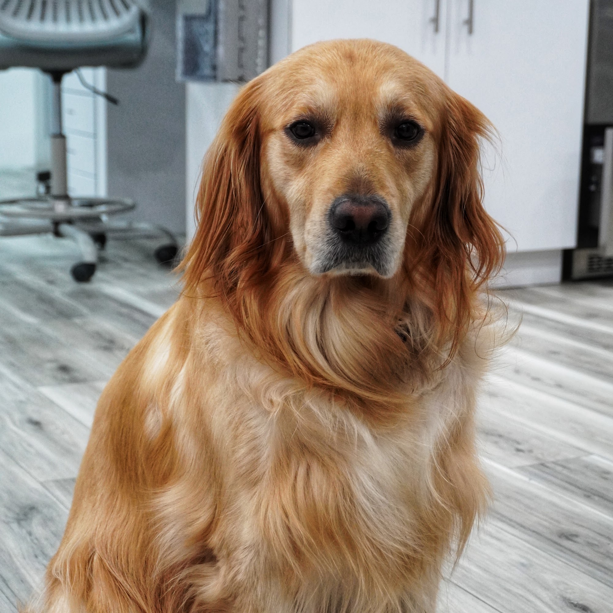 Animal Emergency Center