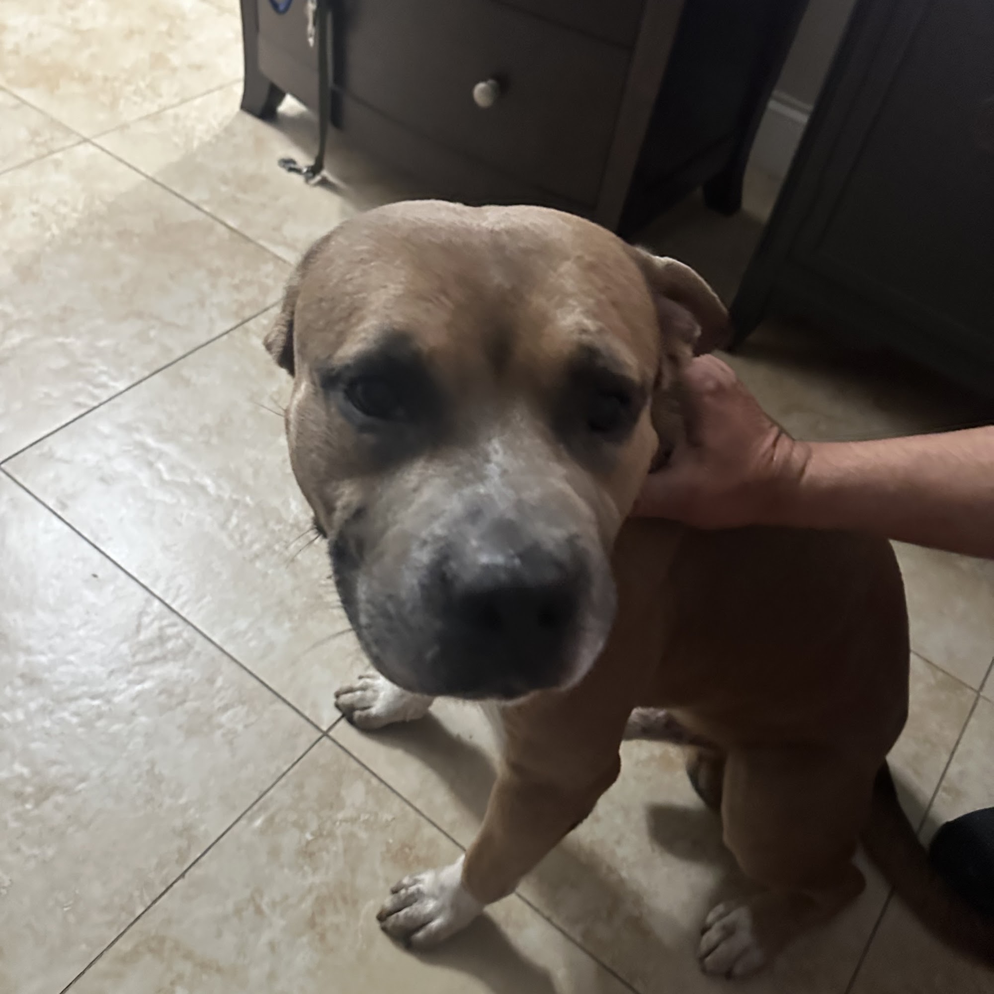 Animal Emergency Center