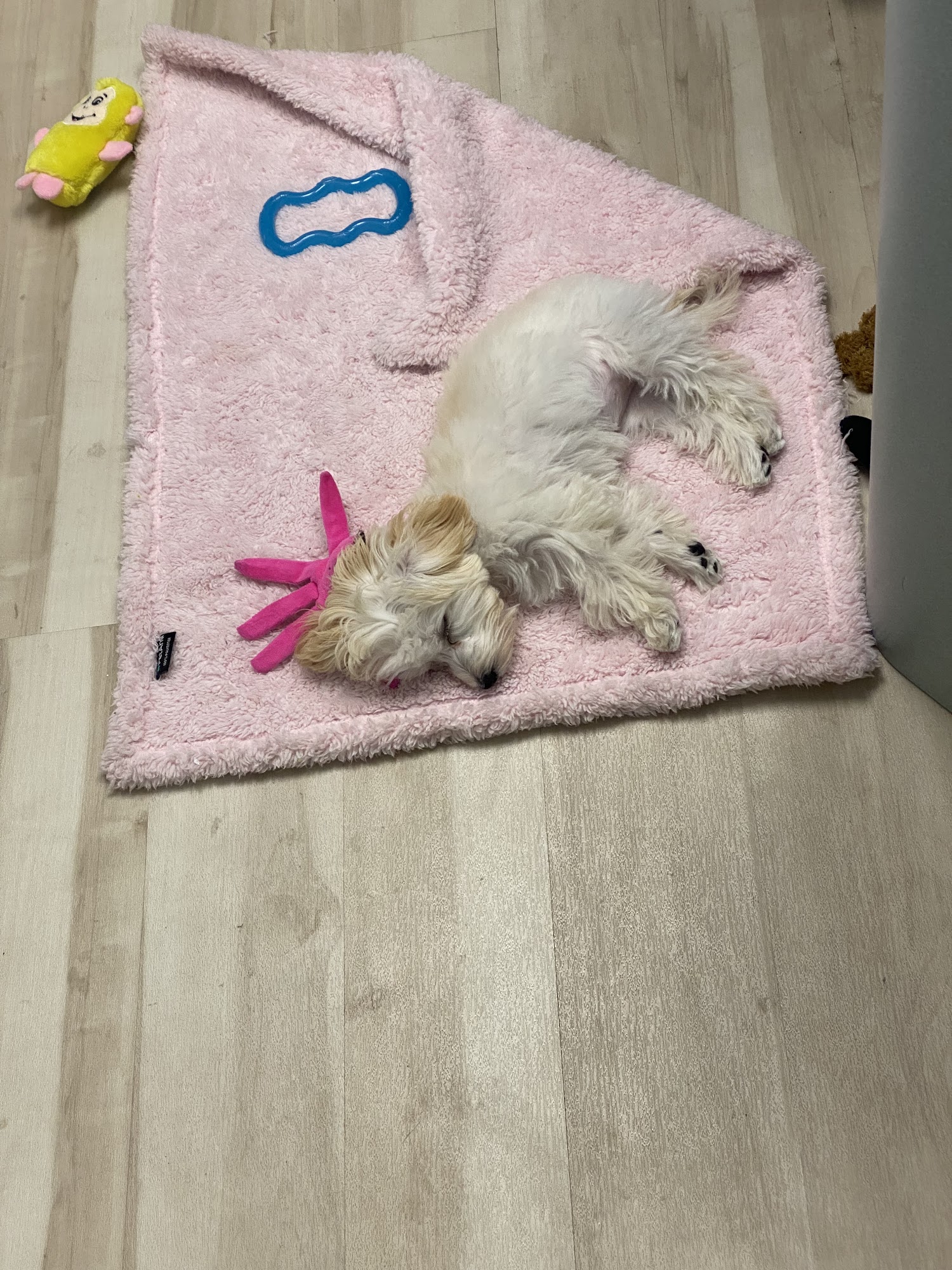 180dog Boynton Beach