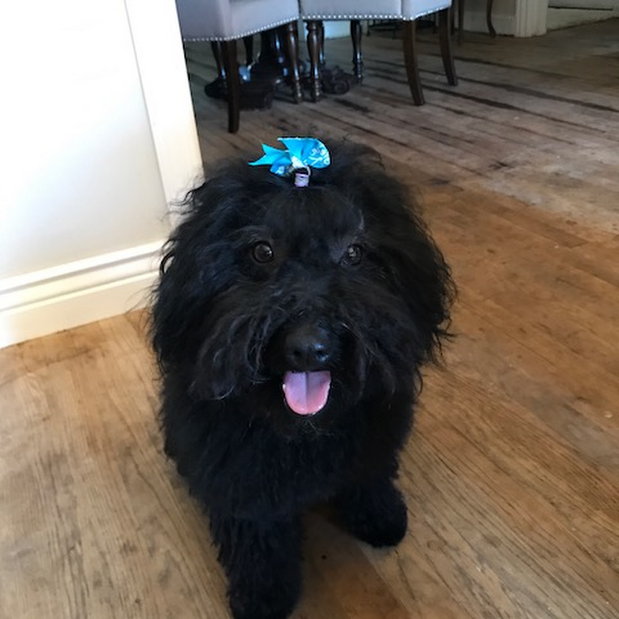 180dog Boynton Beach