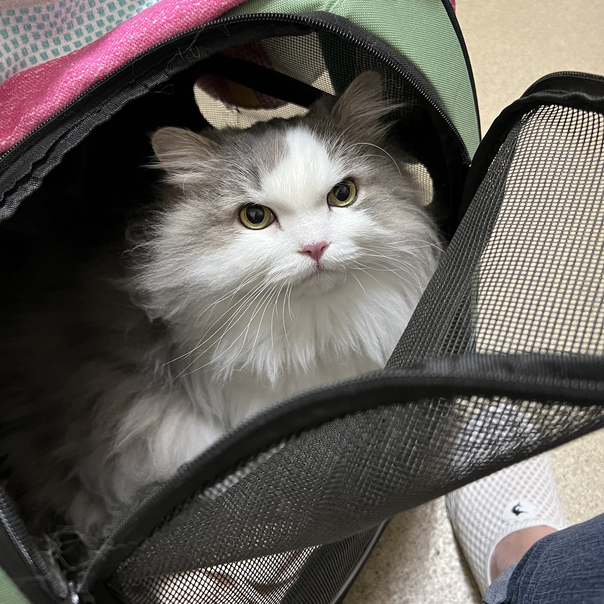 Braden River Animal Hospital Bradenton