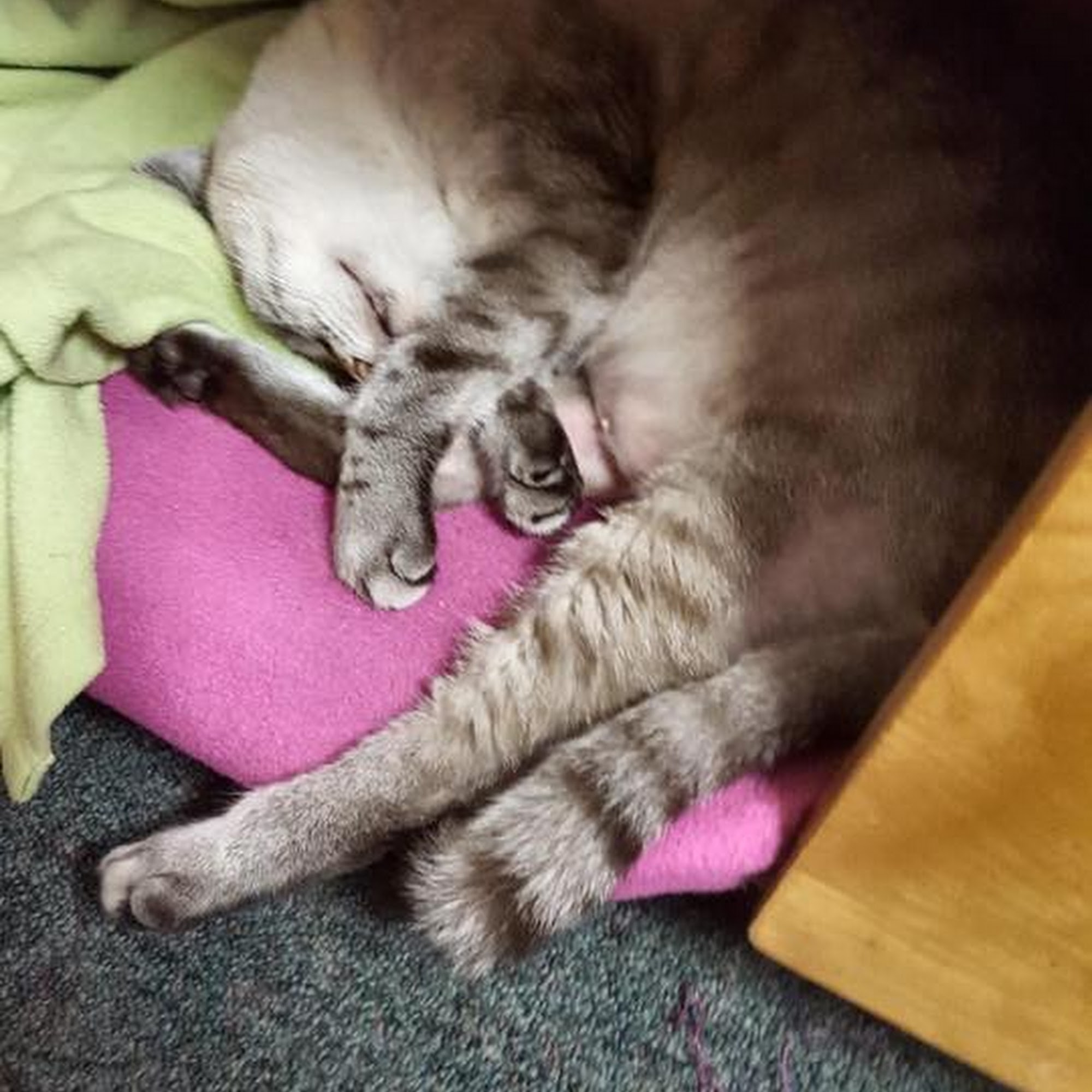 Manatee Veterinary Clinic Bradenton