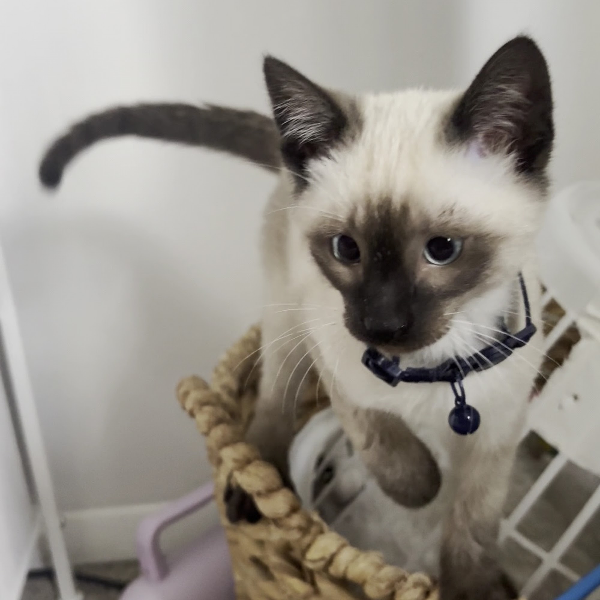 Bradenton Veterinary Emergency Bradenton