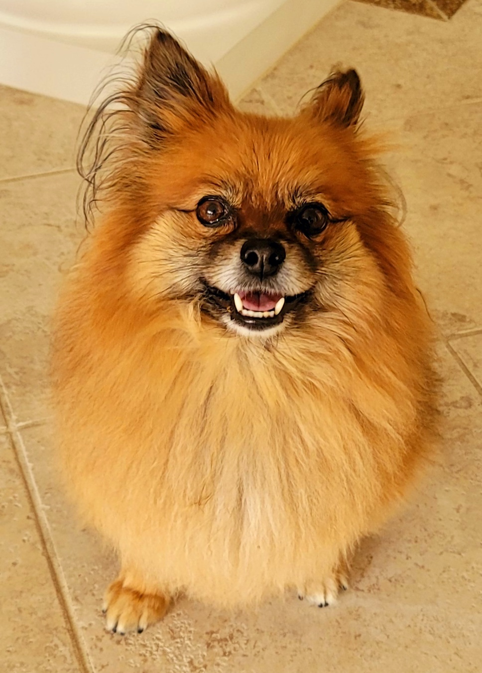 Pet First Animal Hospital Bradenton