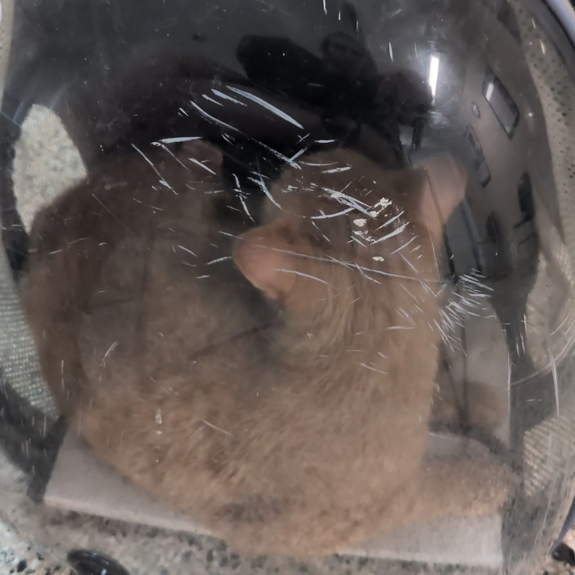 Humane Society of Manatee County Bradenton