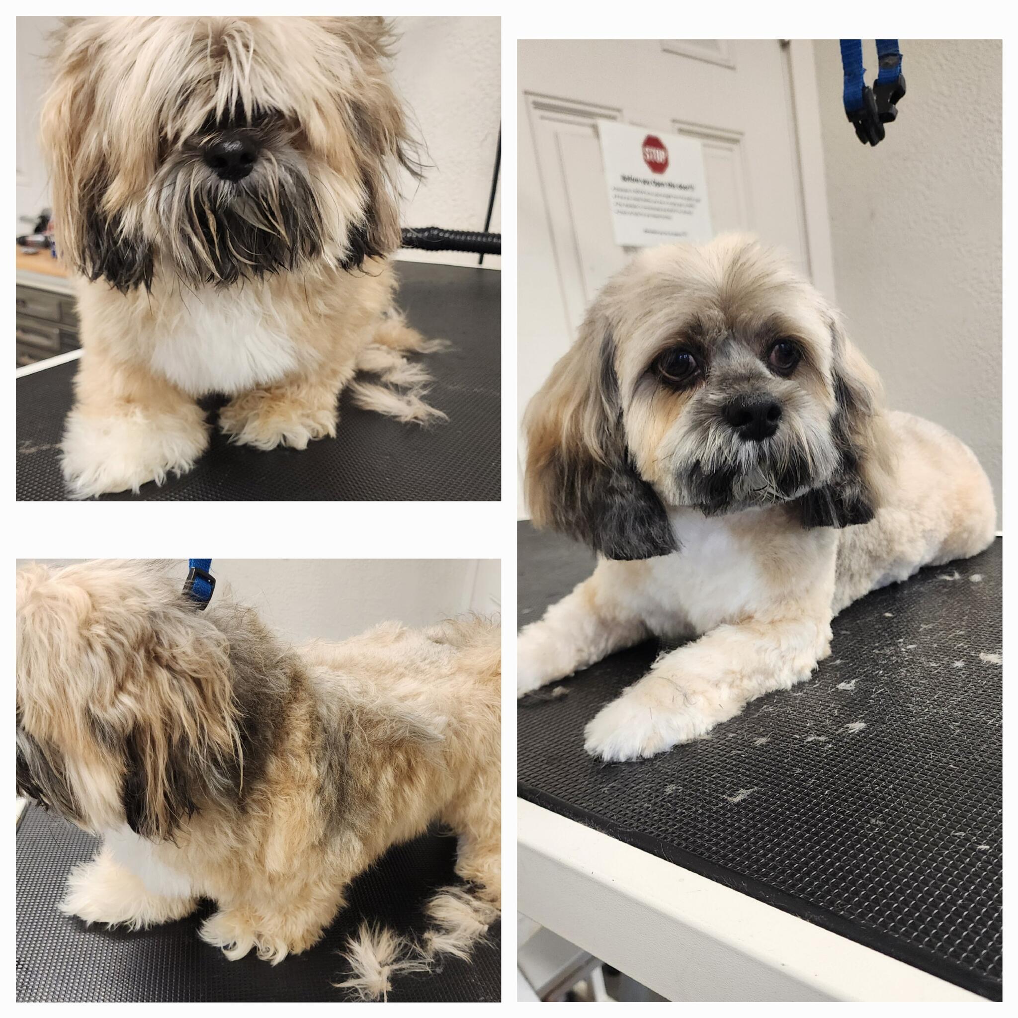 EZ Breezy Dog Grooming Now Pet Bathing Station LLC Bradenton