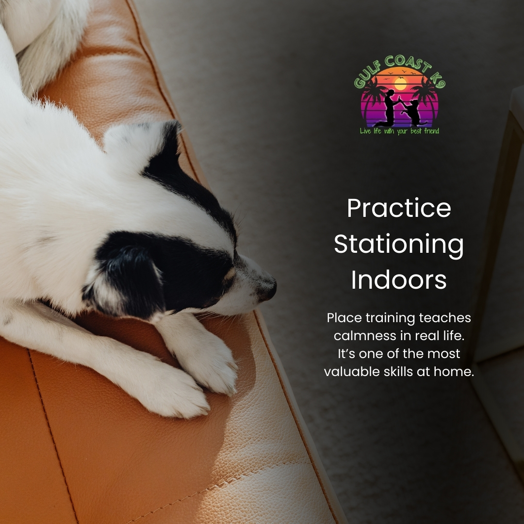 Gulf Coast K9 Dog Training Bradenton