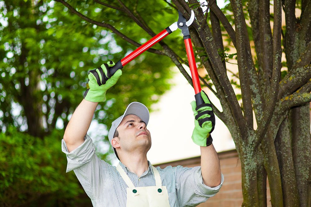 Luis Lopez Tree and Lawn Service