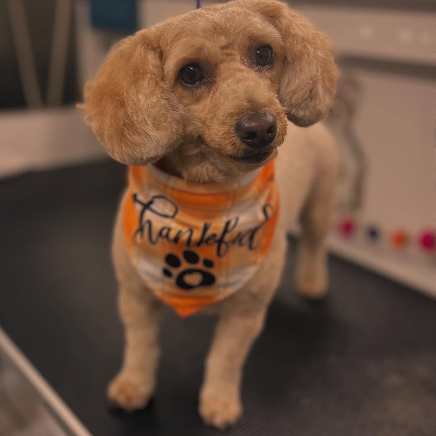 VIP Mobile Dog Grooming Bradenton