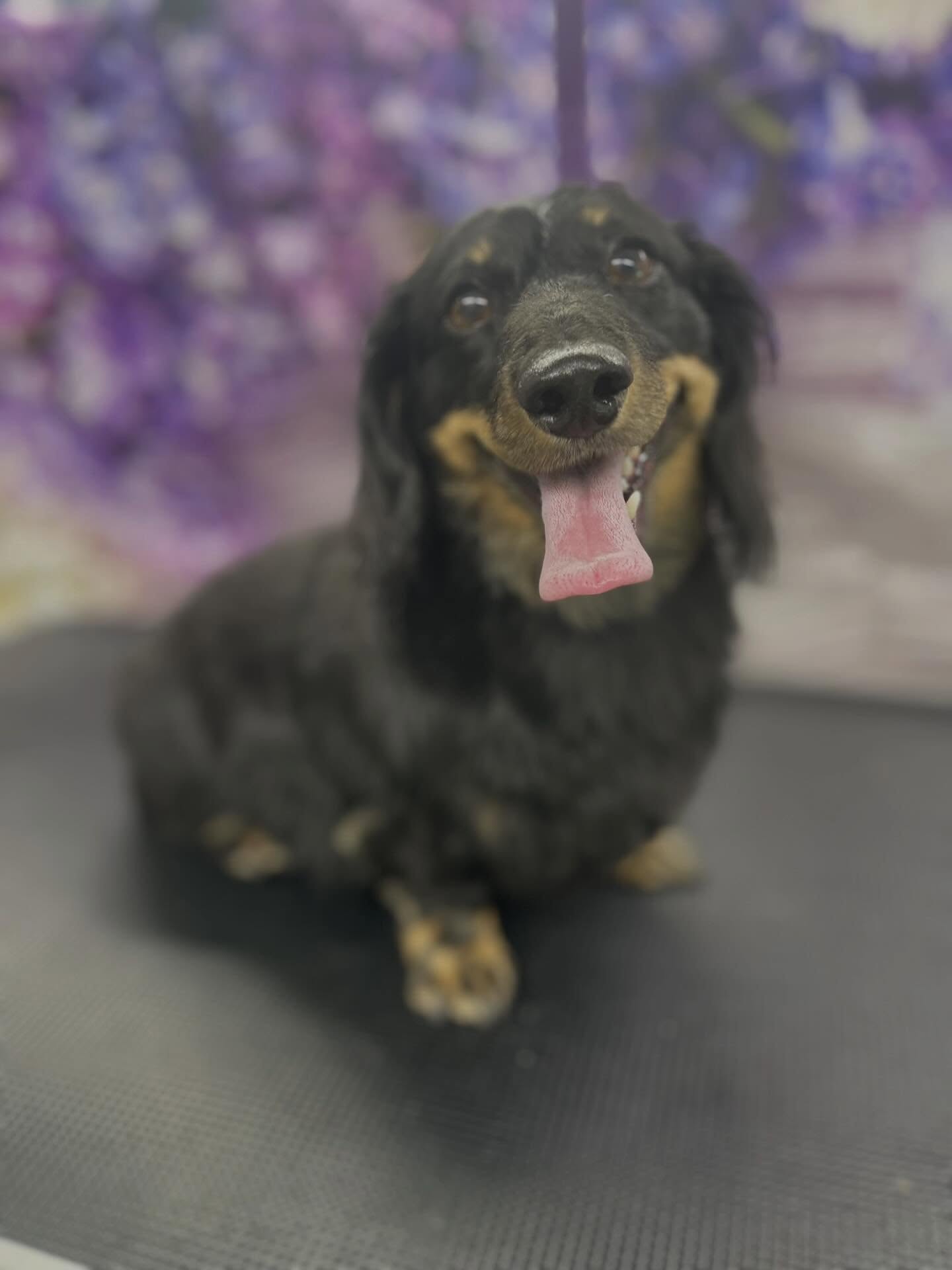 VIP Mobile Dog Grooming Bradenton