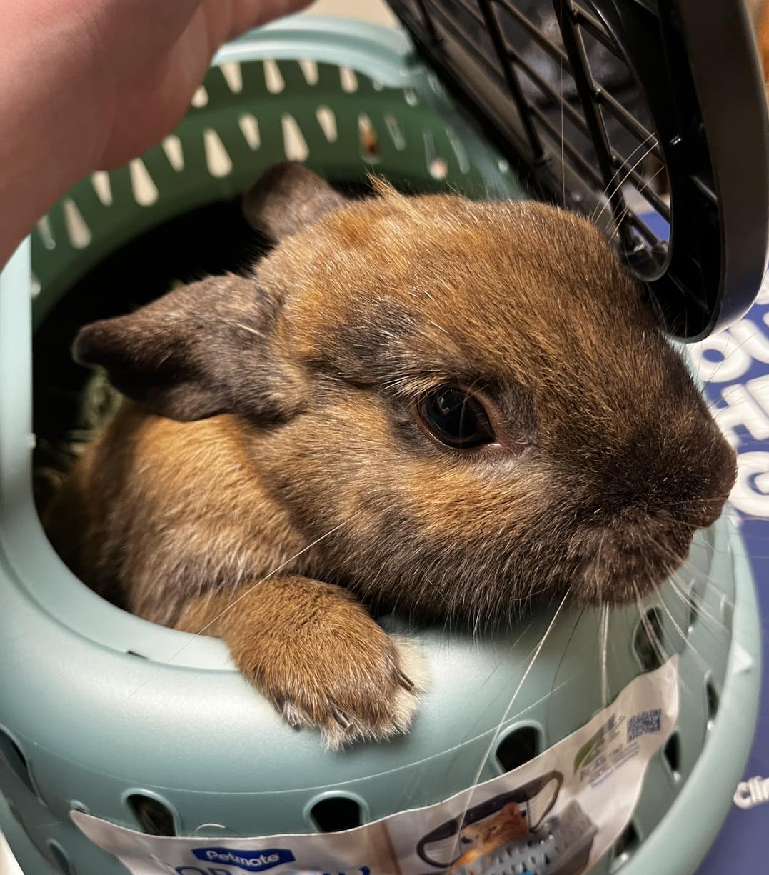 Safe Harbor Animal Clinic Bradenton