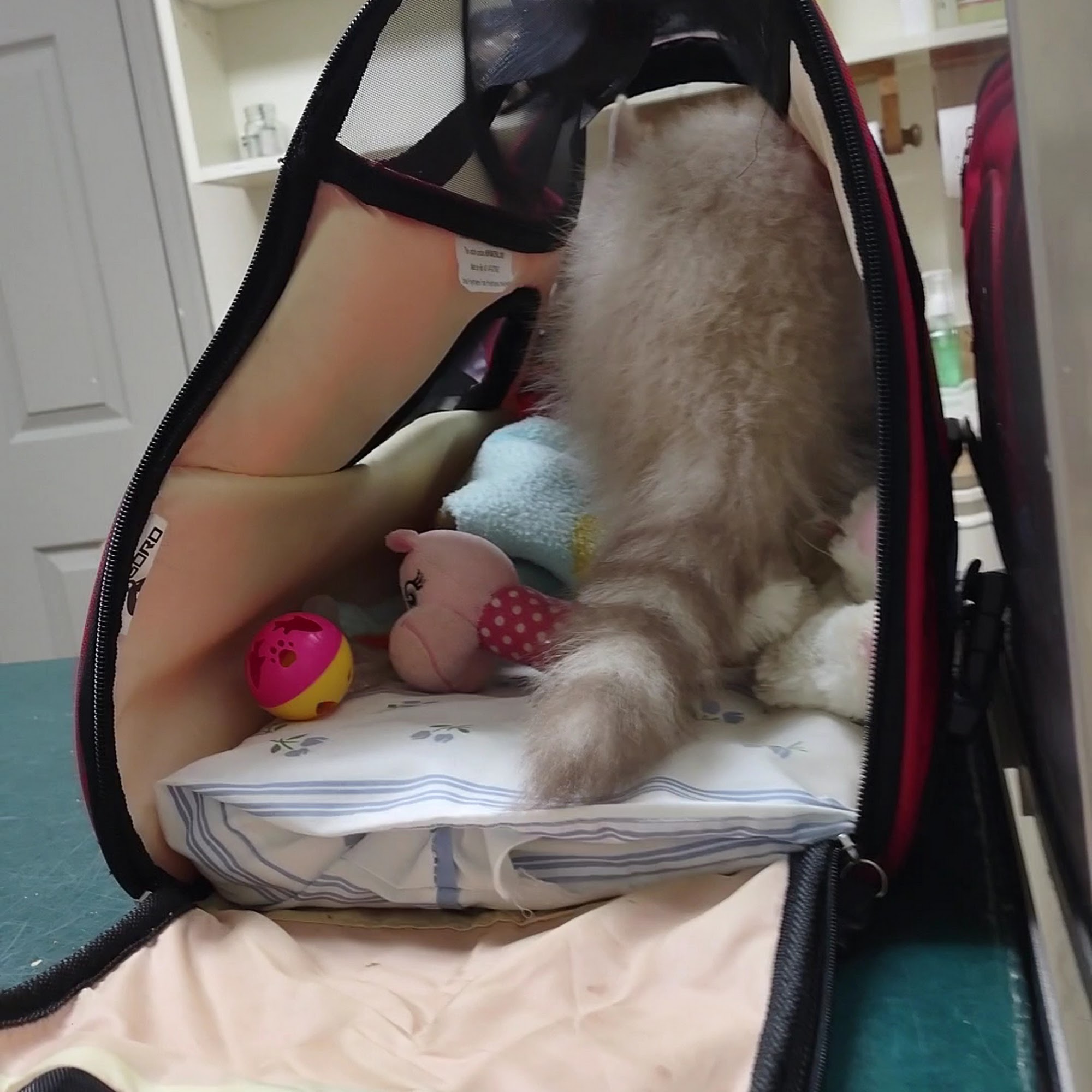 Safe Harbor Animal Clinic Bradenton