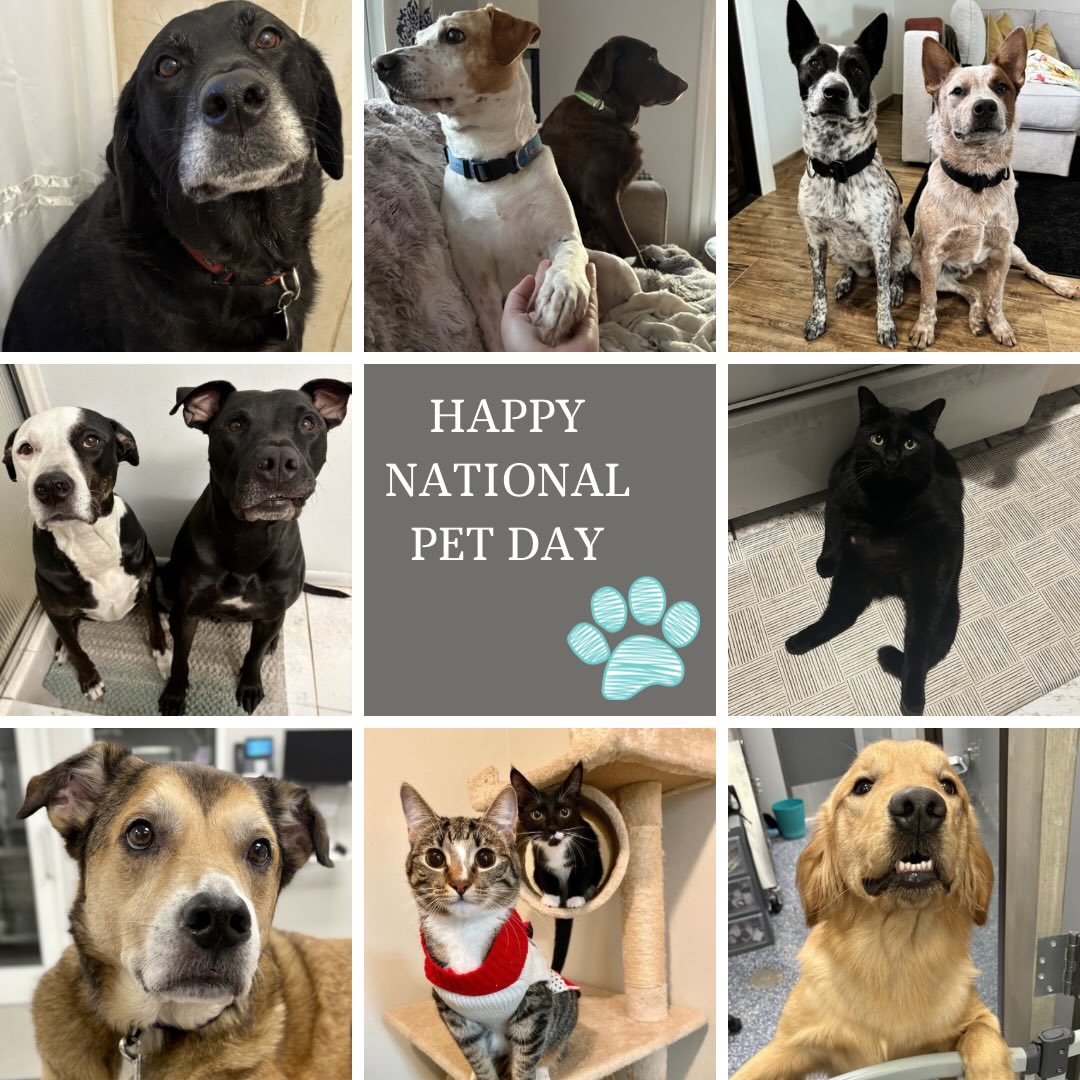 Keystone Animal Hospital, LLC Bradenton