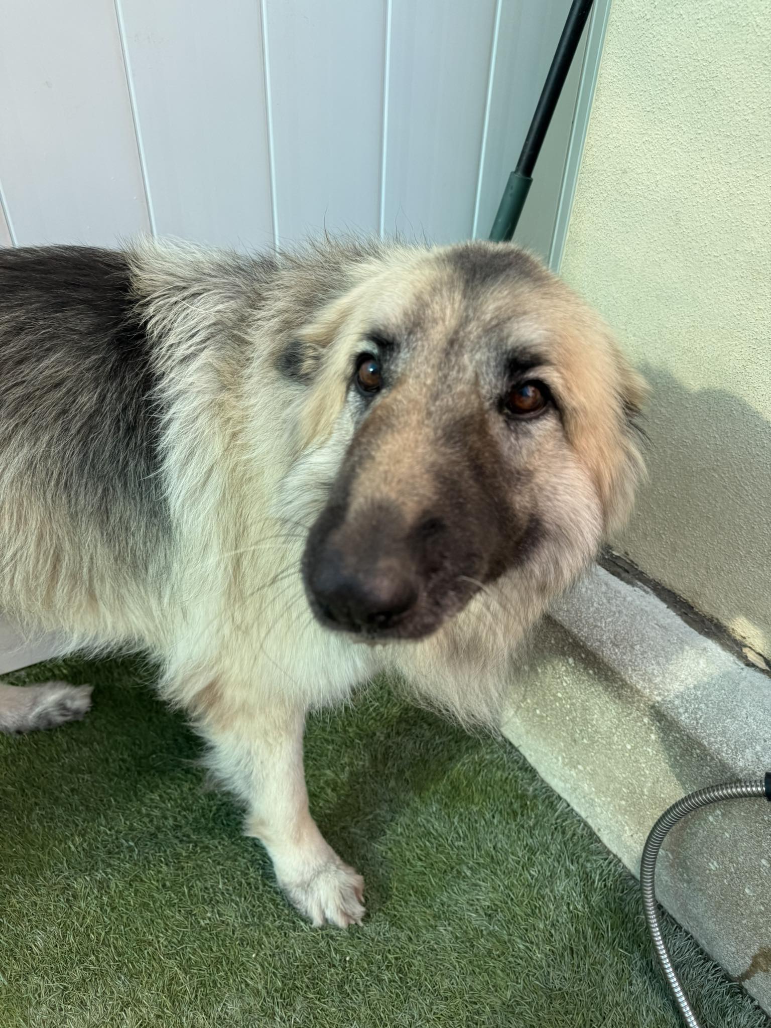 The Woof on Cortez Daycare & Boarding Bradenton