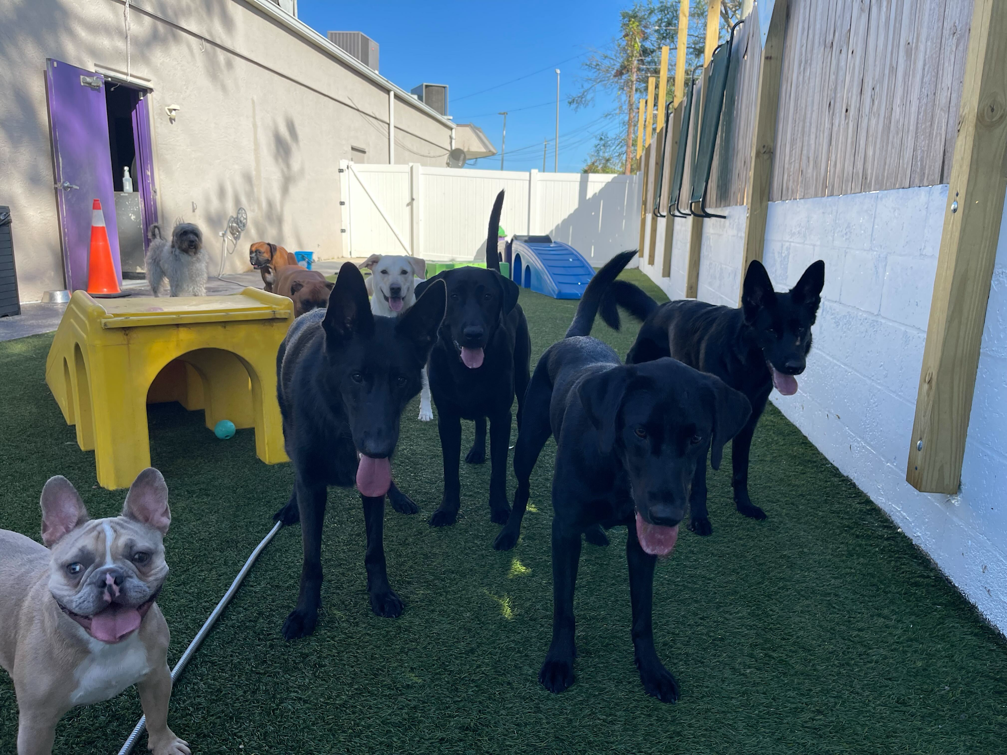 The Lucky Puppy Resort & Spa Bradenton