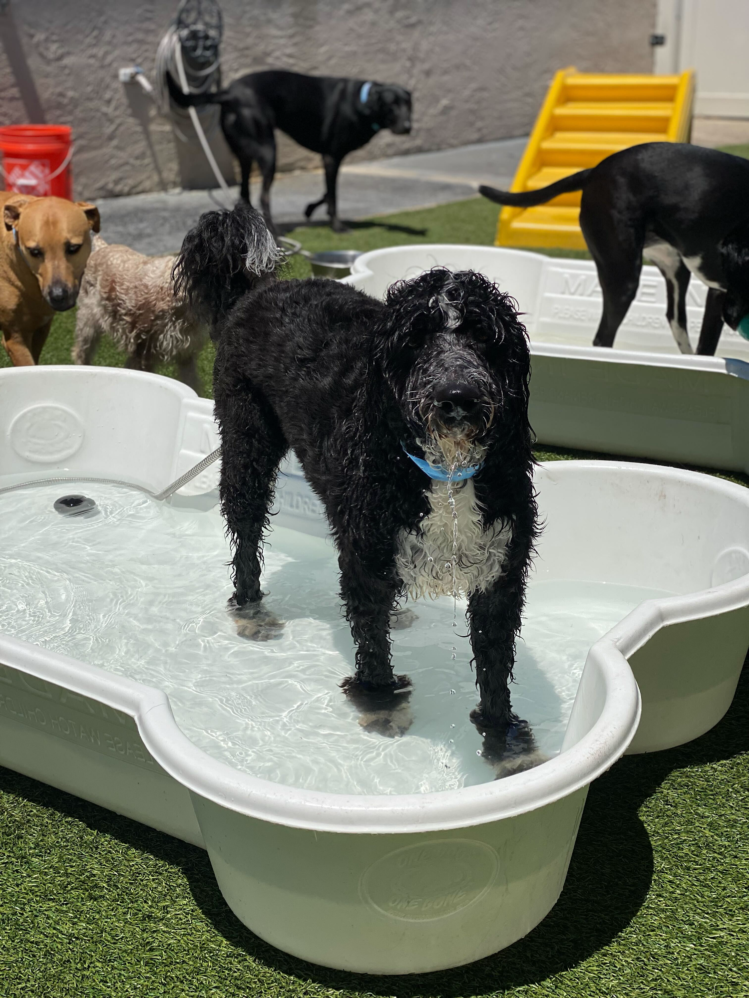 The Lucky Puppy Resort & Spa