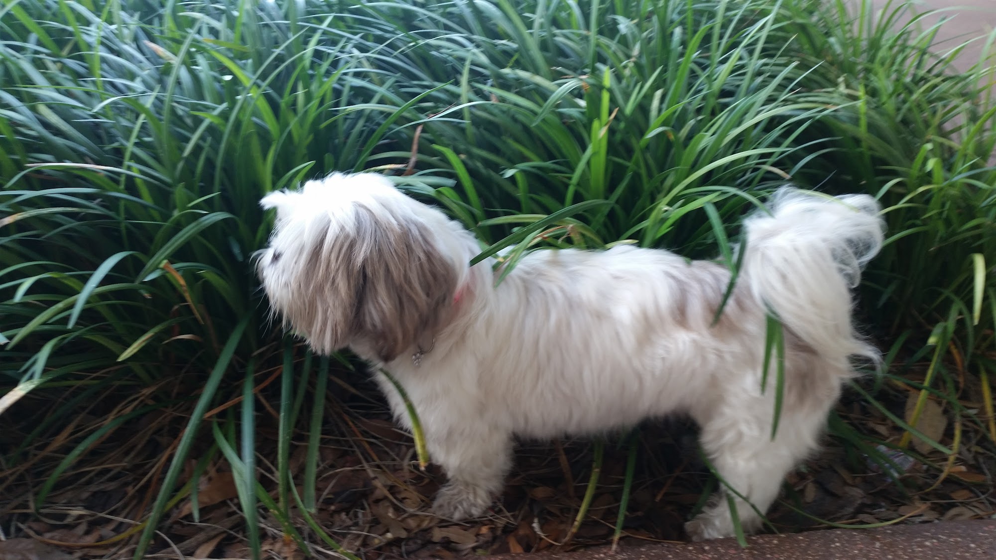 Santa Cruz Animal Clinic: Stanton, Catherine DVM Brandon