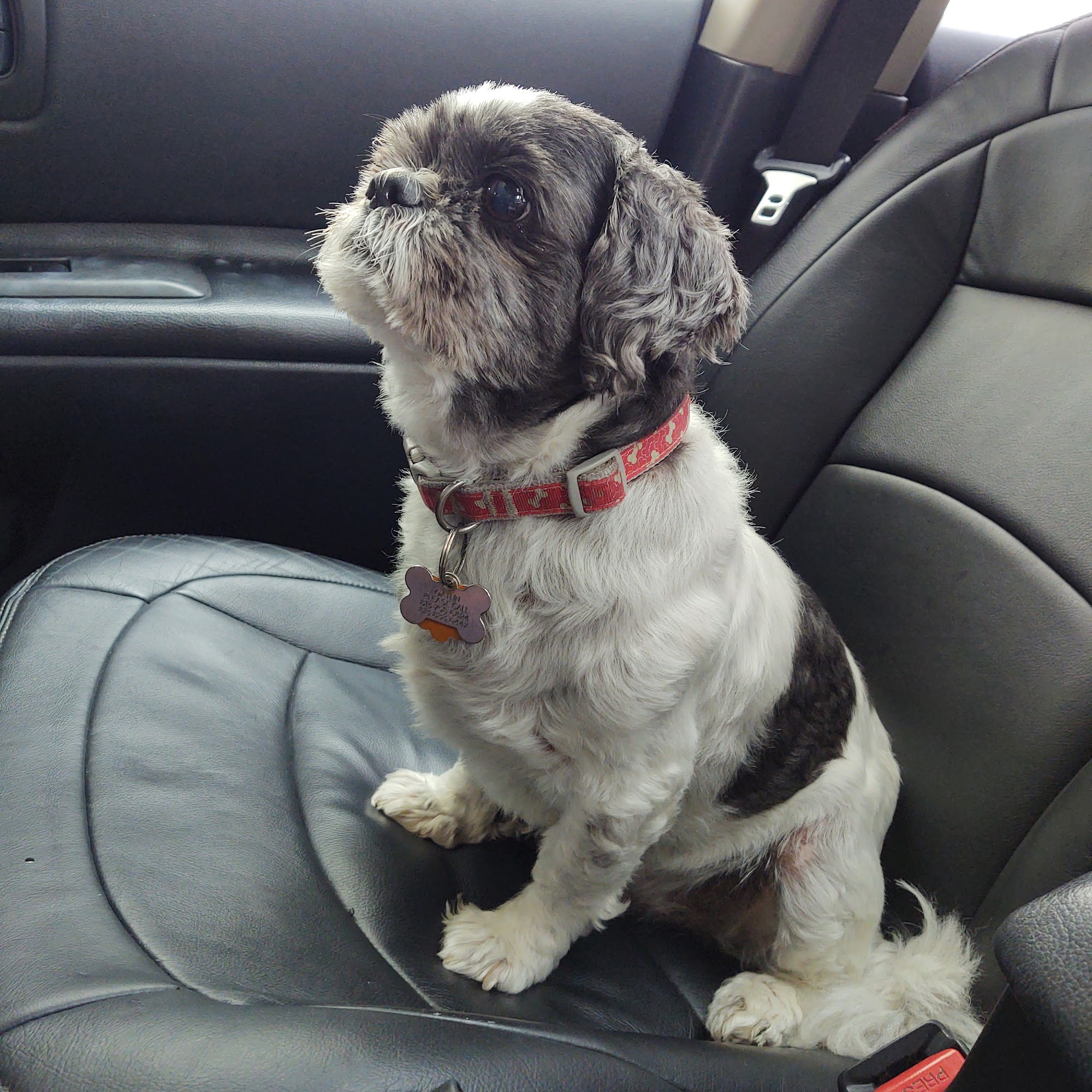 Animal Clinic of Brandon Brandon