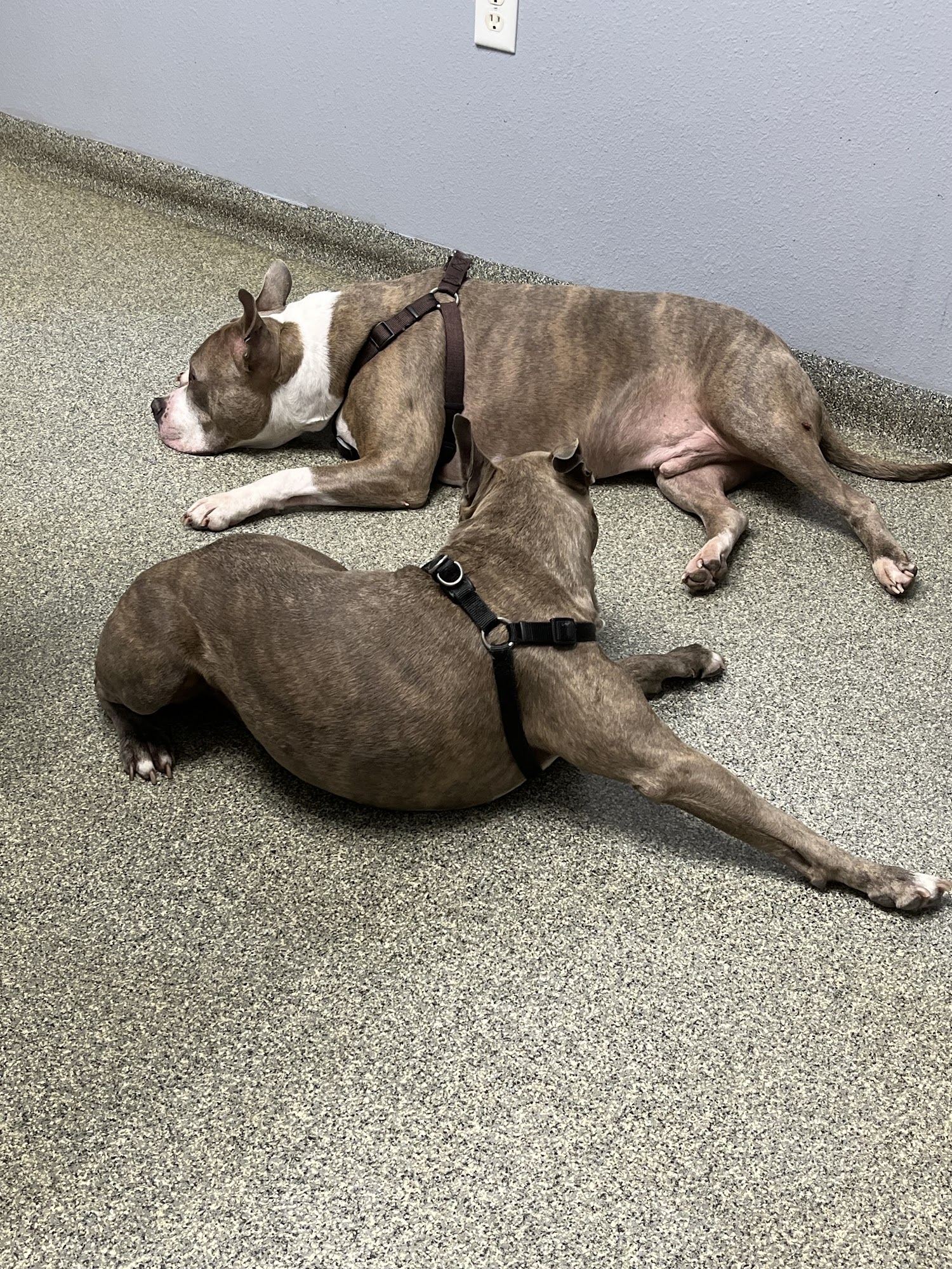 Animal Emergency Clinic of Brandon Brandon