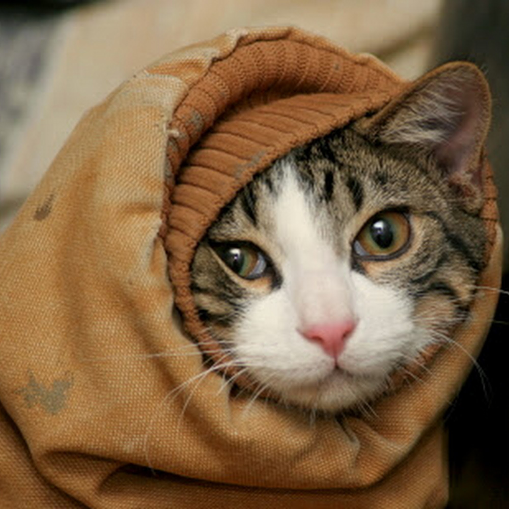 Bell Shoals Animal Hospital Brandon