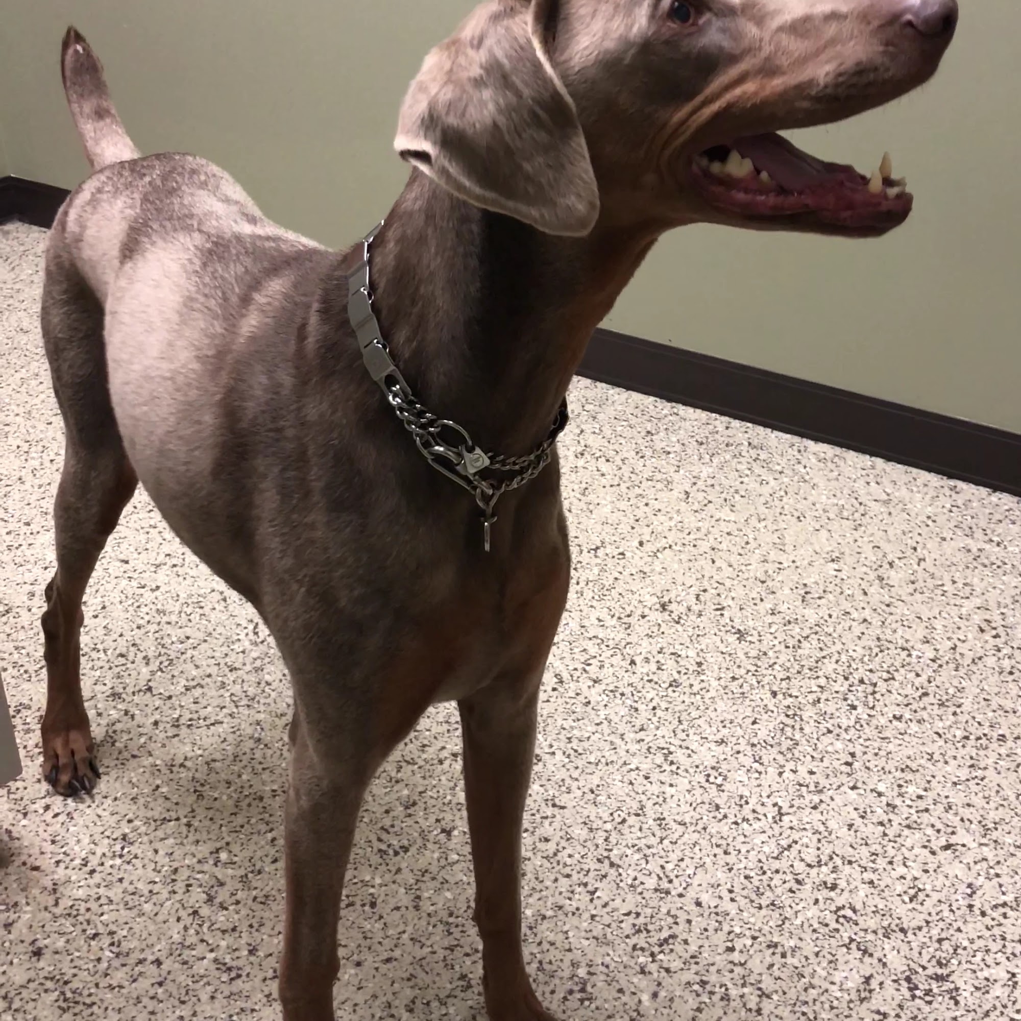 Care Animal Hospital Brandon