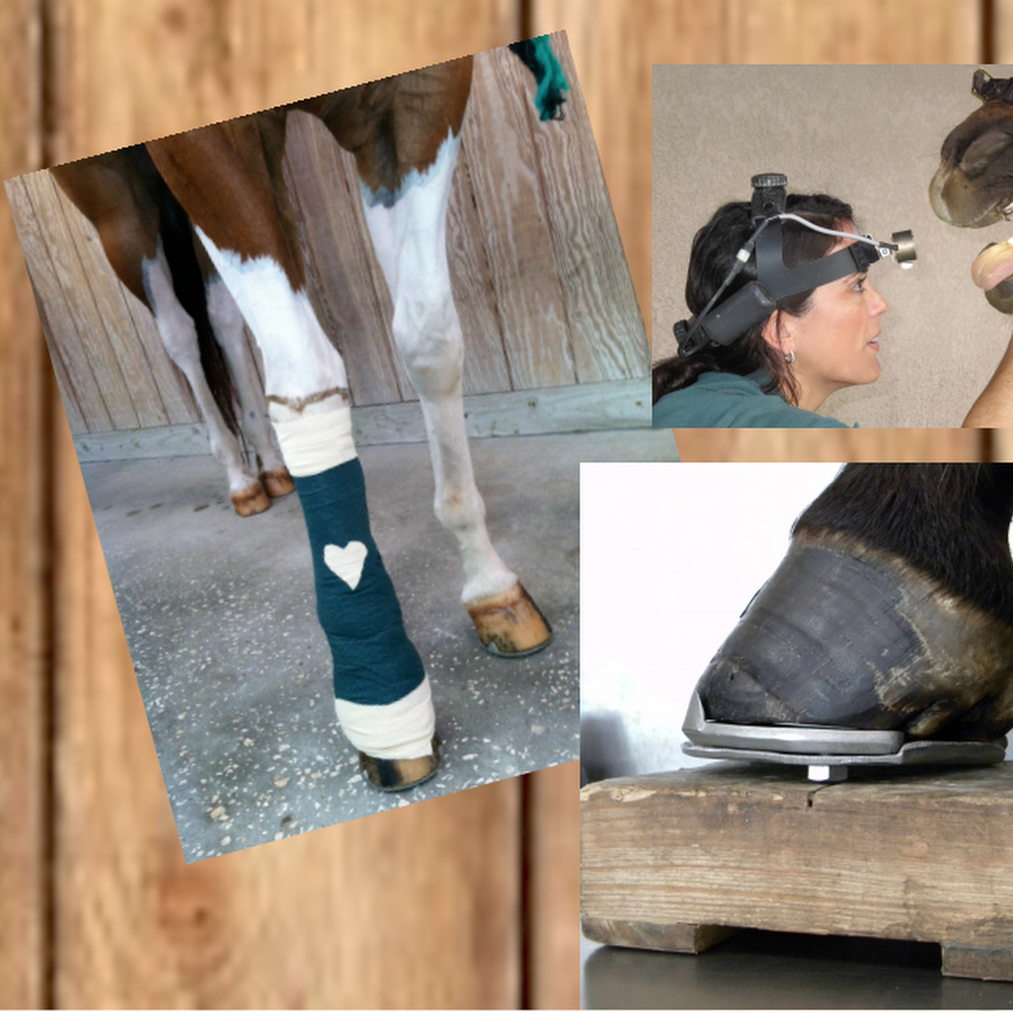 Brandon Equine Medical Center Brandon