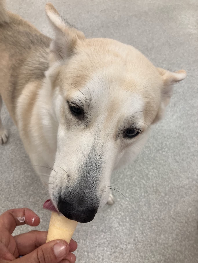 The Dog Patch Brandon