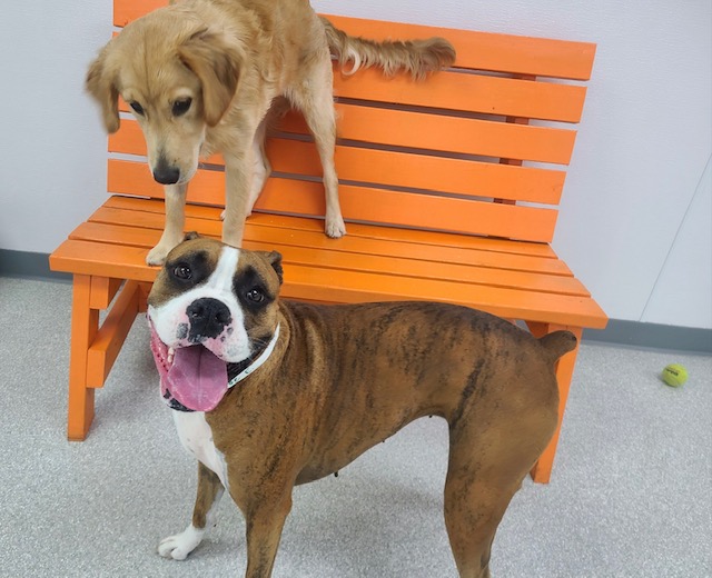 The Dog Patch Brandon