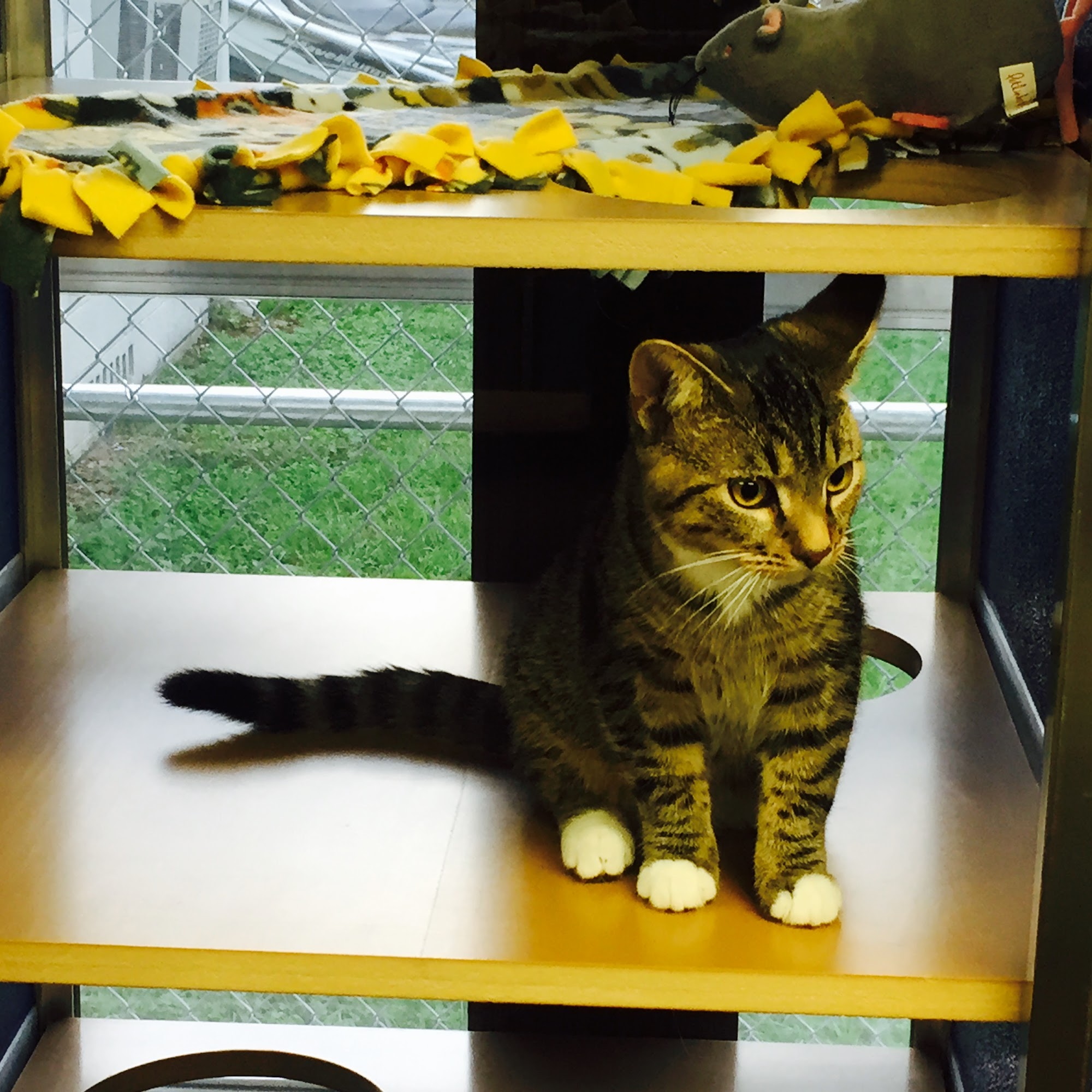 Sweeties Cat House Brandon