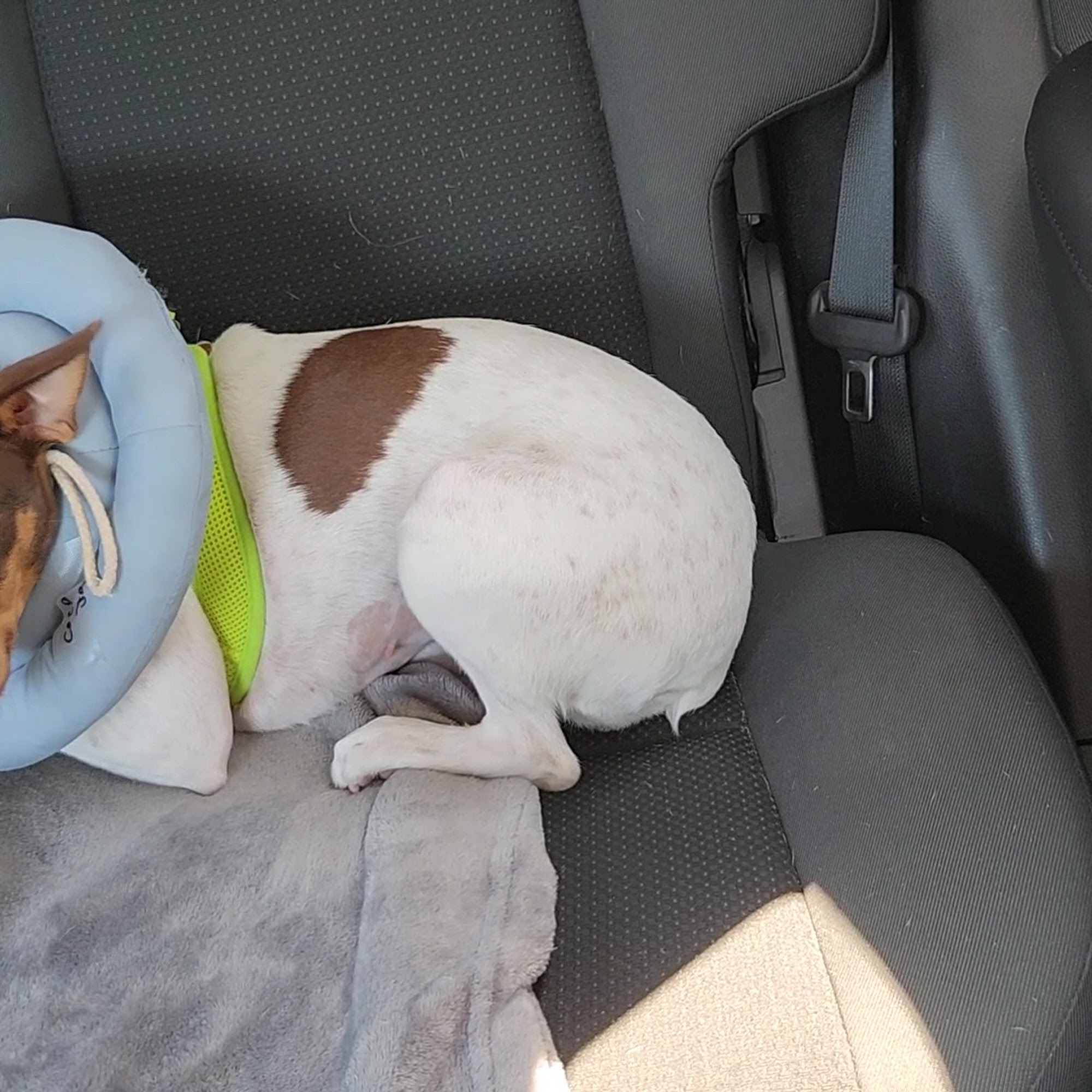 Harmony Vet Care of Brandon Brandon