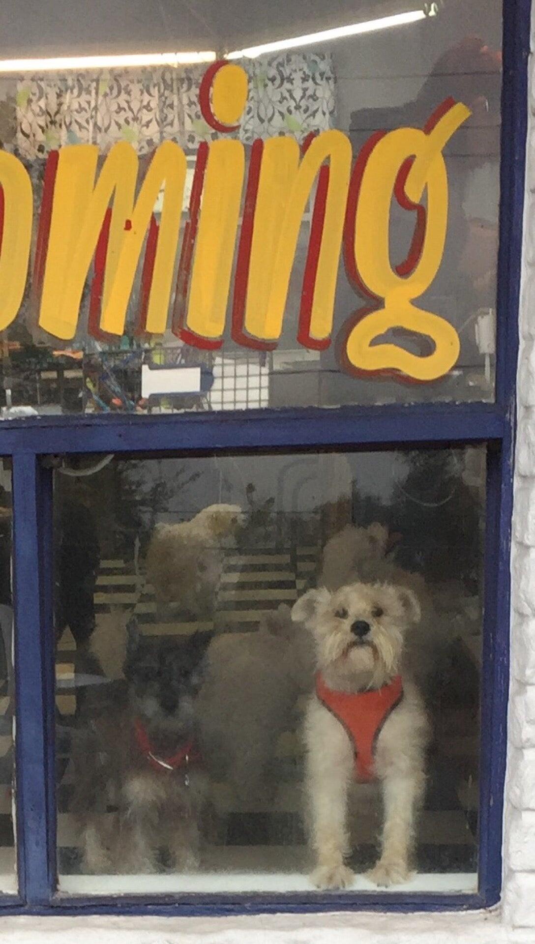 A Handsome Hound Brandon