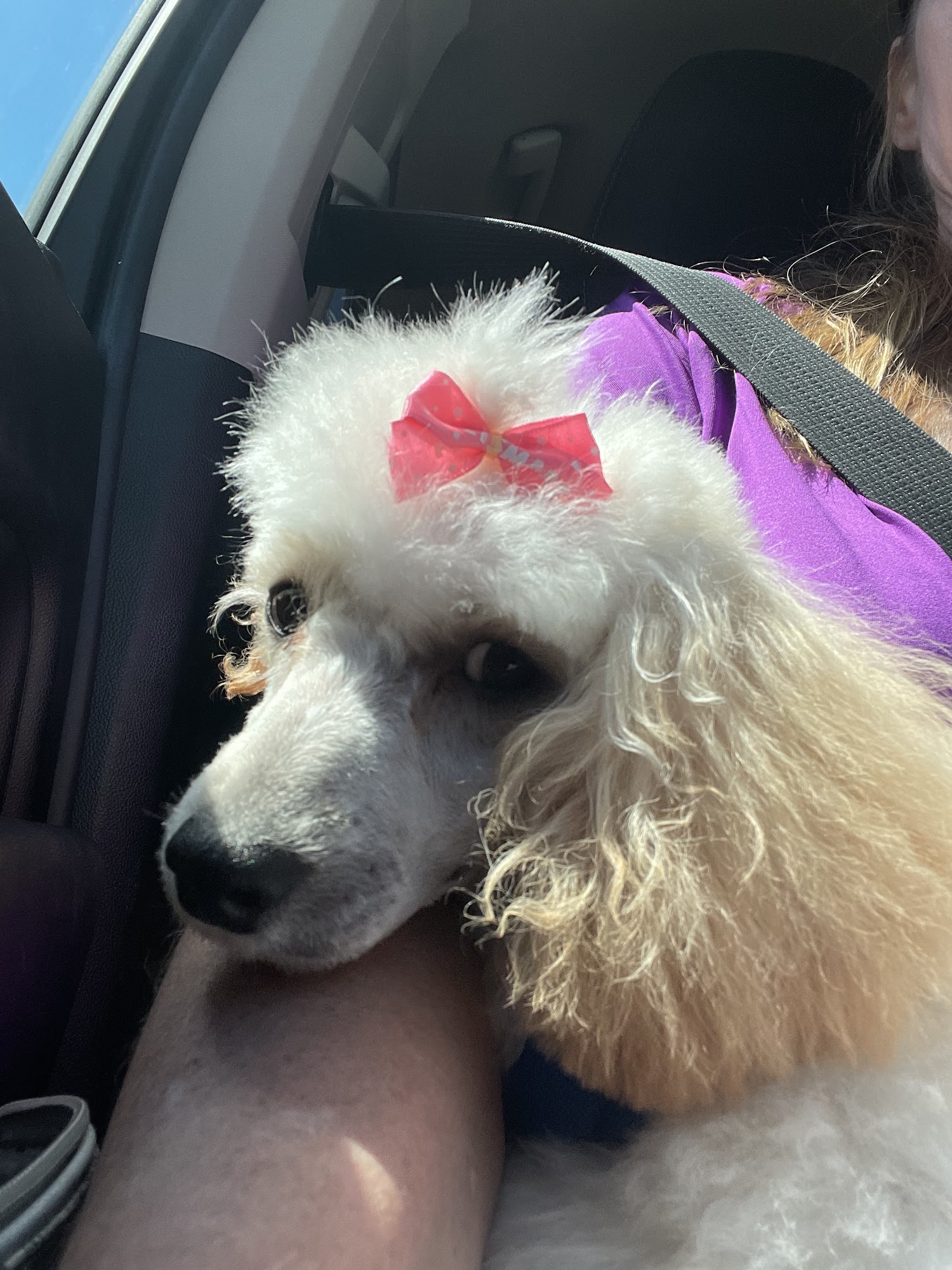 Saling's Obedience School Brandon