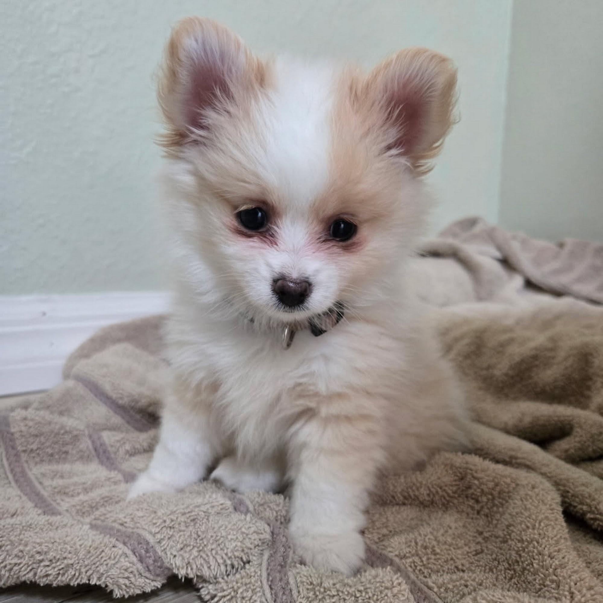 Animal Medical Center of Brooksville Brooksville