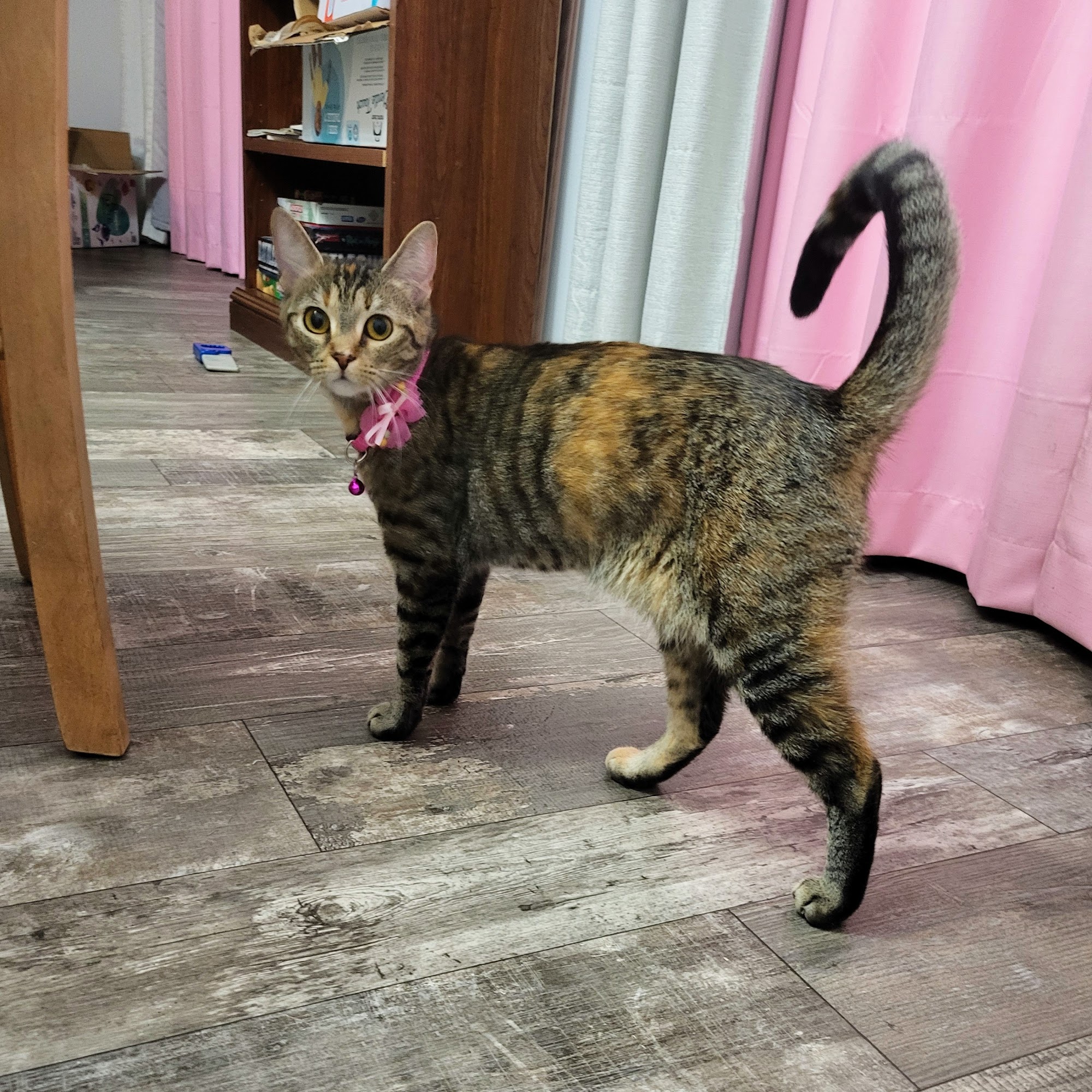 Pet Luv Non Profit Spay Center Brooksville