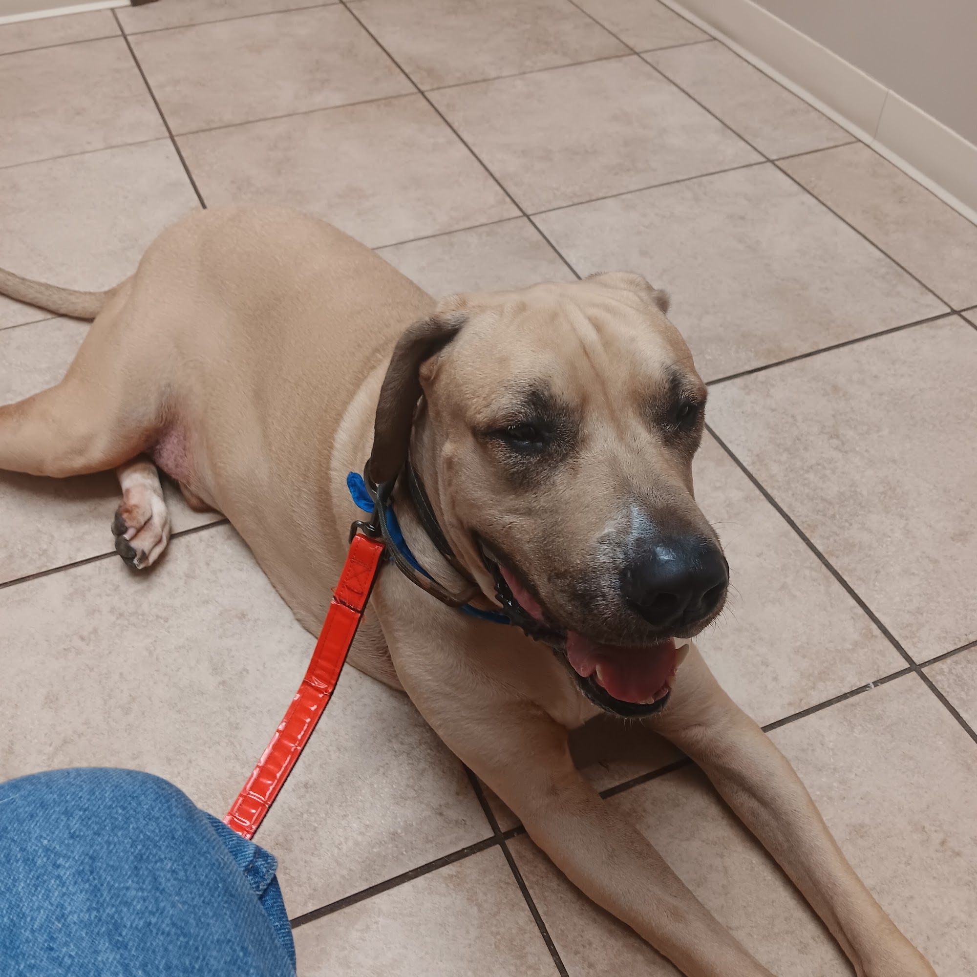 Animal Health Veterinary Clinic Brooksville